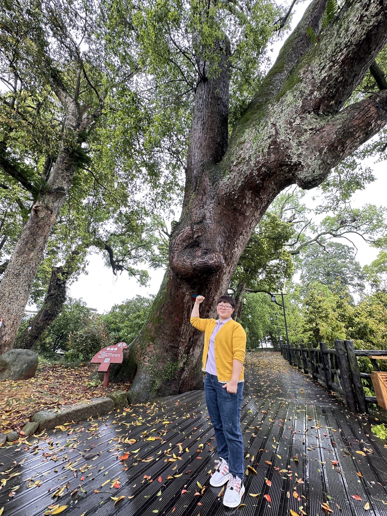伏溪古树长廊旅行图片 3