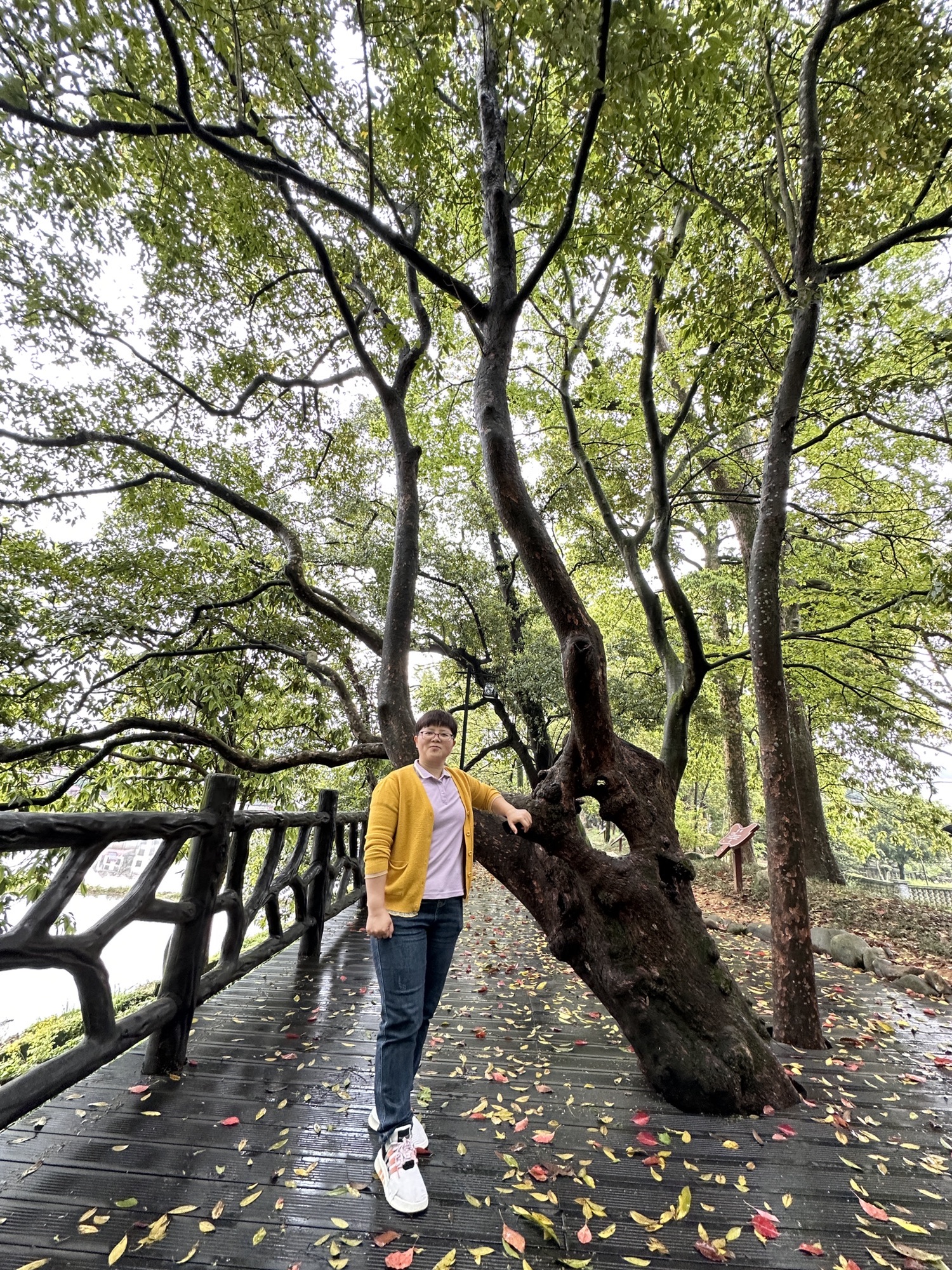 伏溪古树长廊旅行图片 1