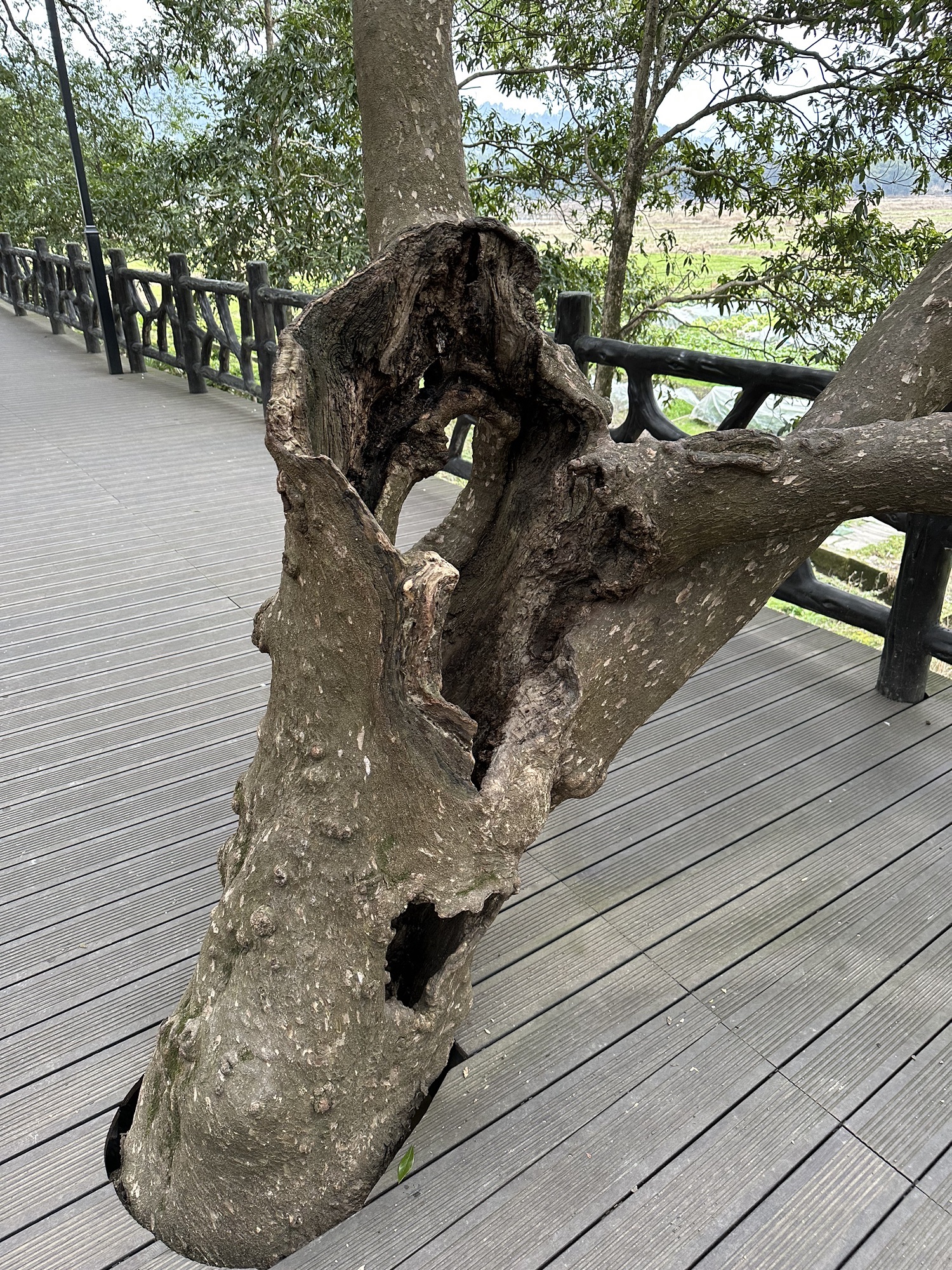伏溪古树长廊旅行图片 3