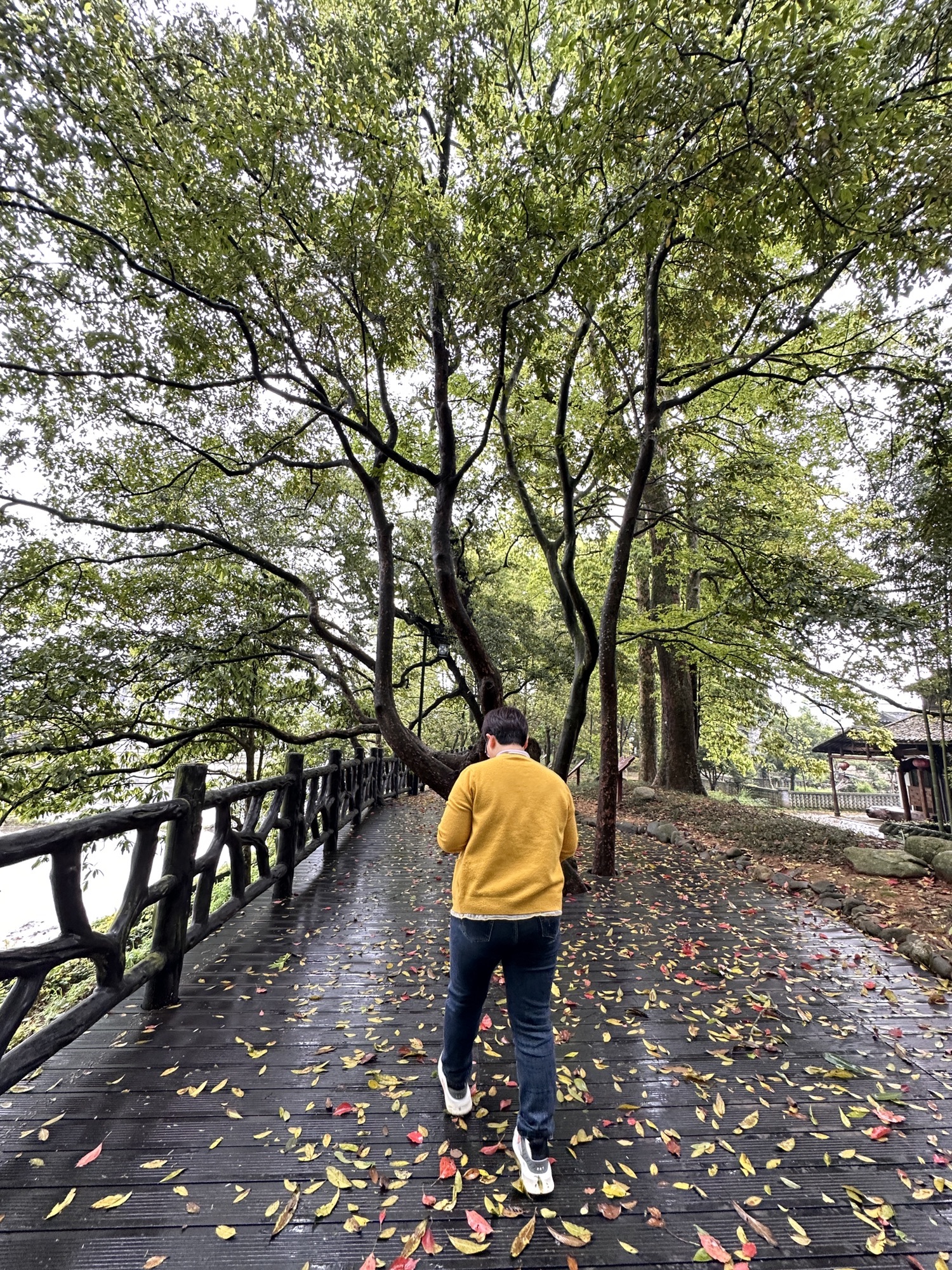 伏溪古树长廊旅行图片 2