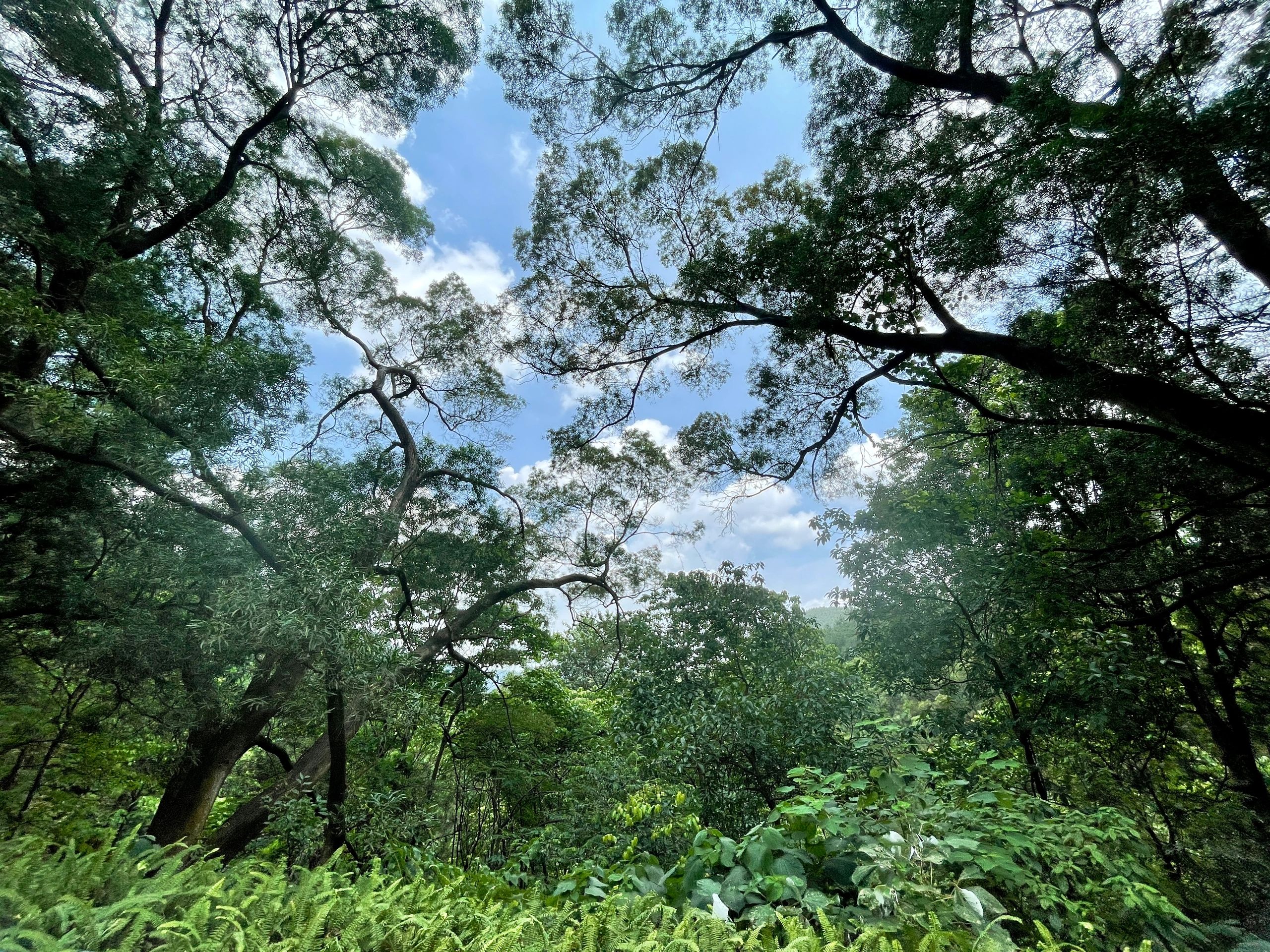 古亭山森林公园旅行图片 3