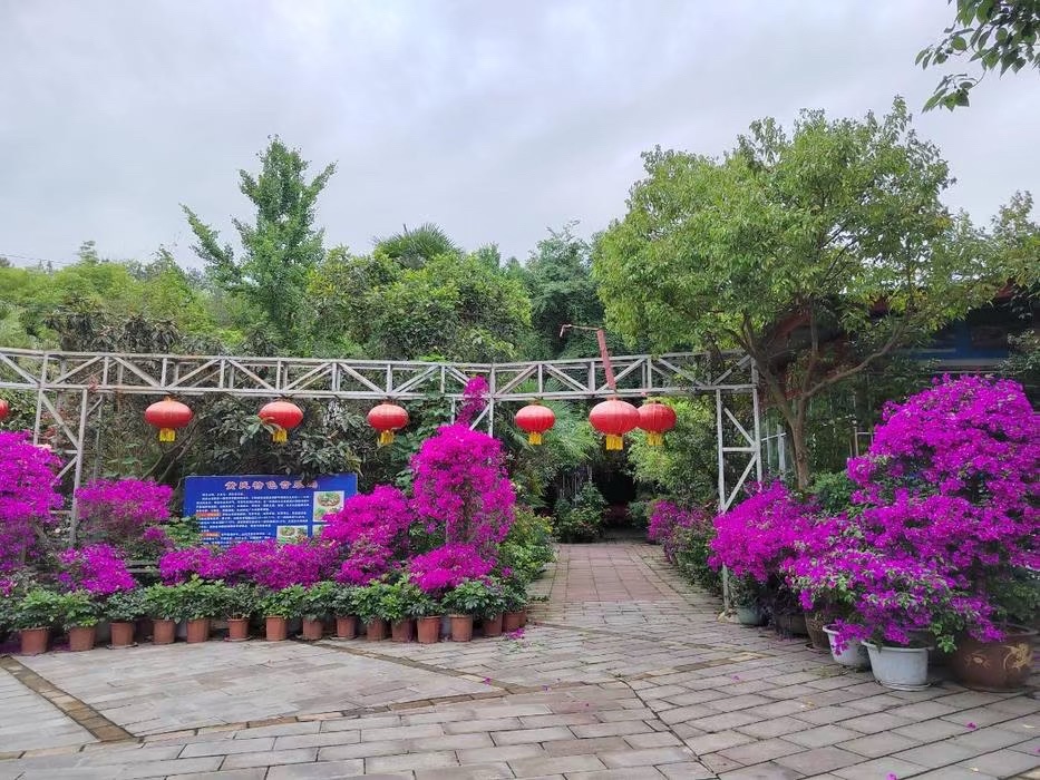 老龙山生态农业旅游风景区旅行图片 3