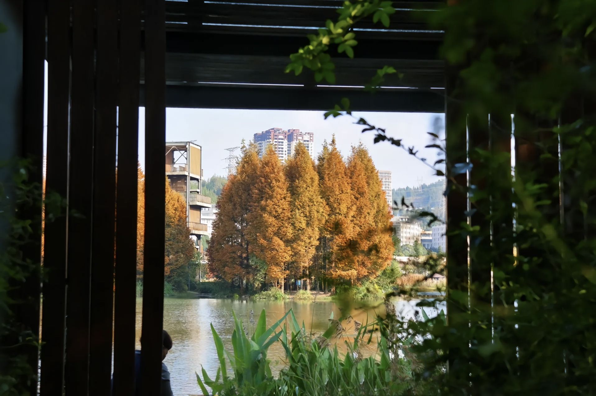明湖生态体育公园旅行图片 2