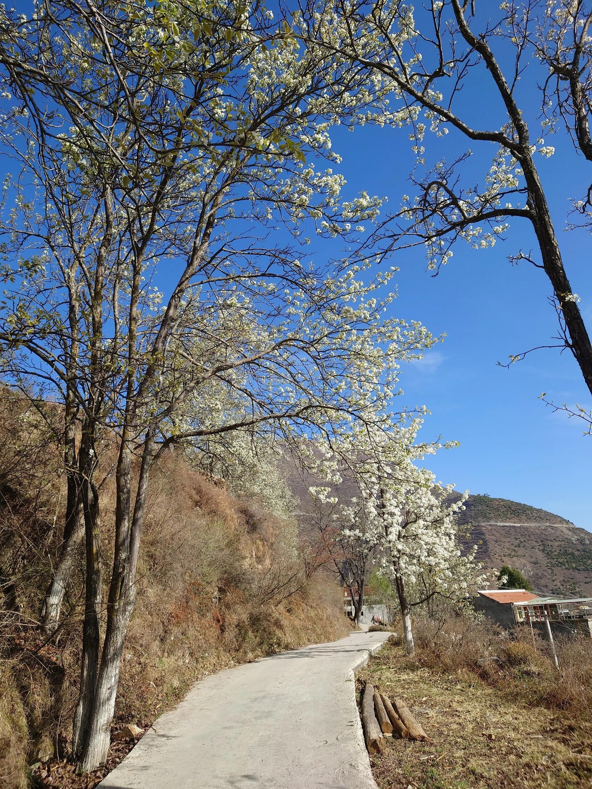 德胜世外梨园景区旅行图片 3