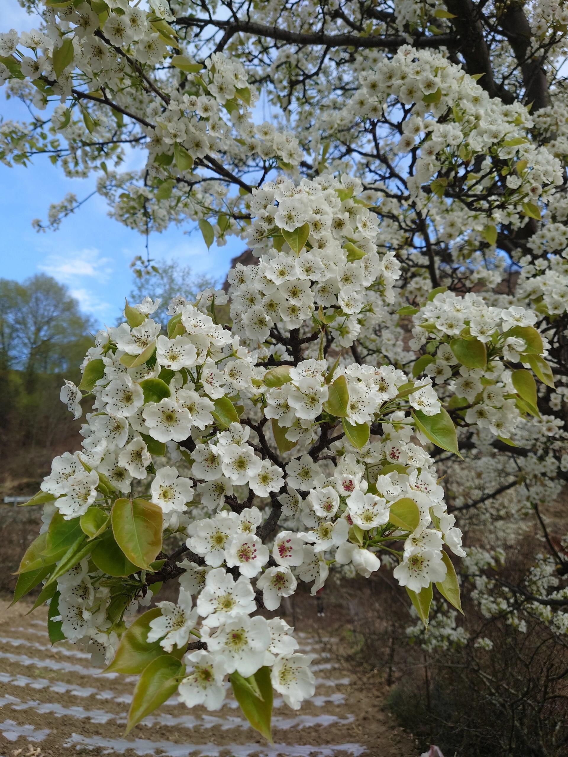 德胜世外梨园景区旅行图片 1