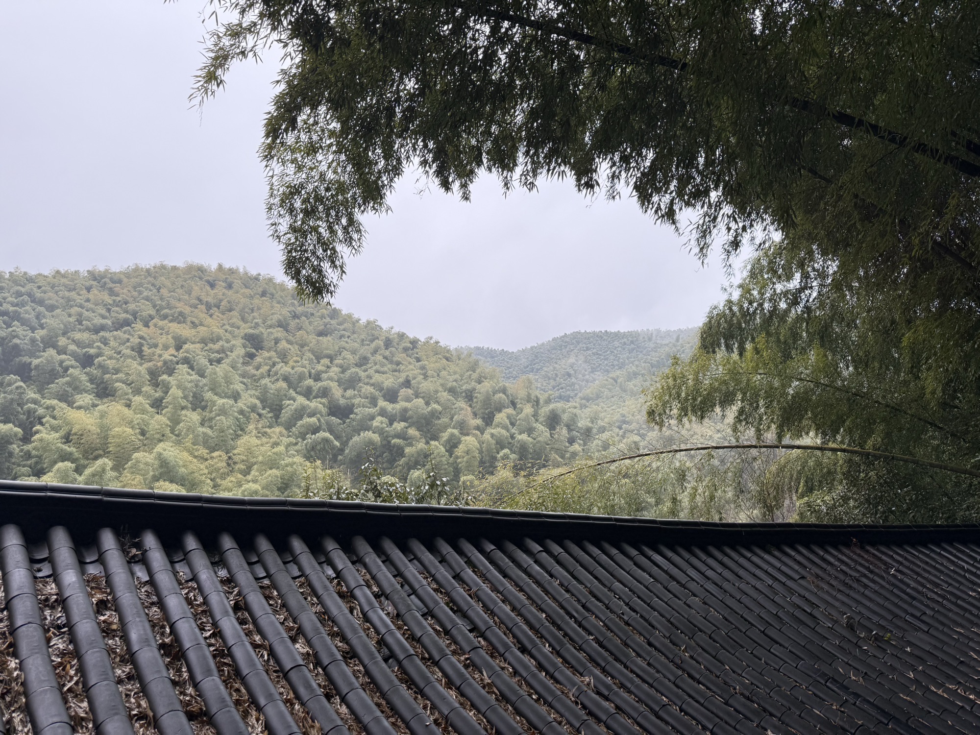 碧坞龙潭景区旅行图片 3
