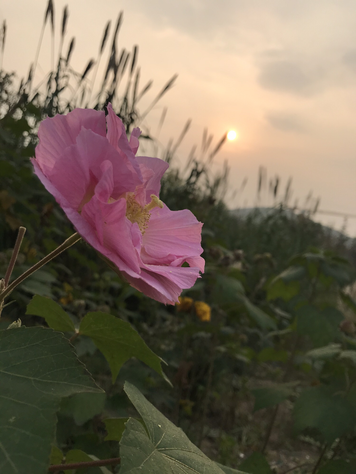 五山公园旅行图片 1