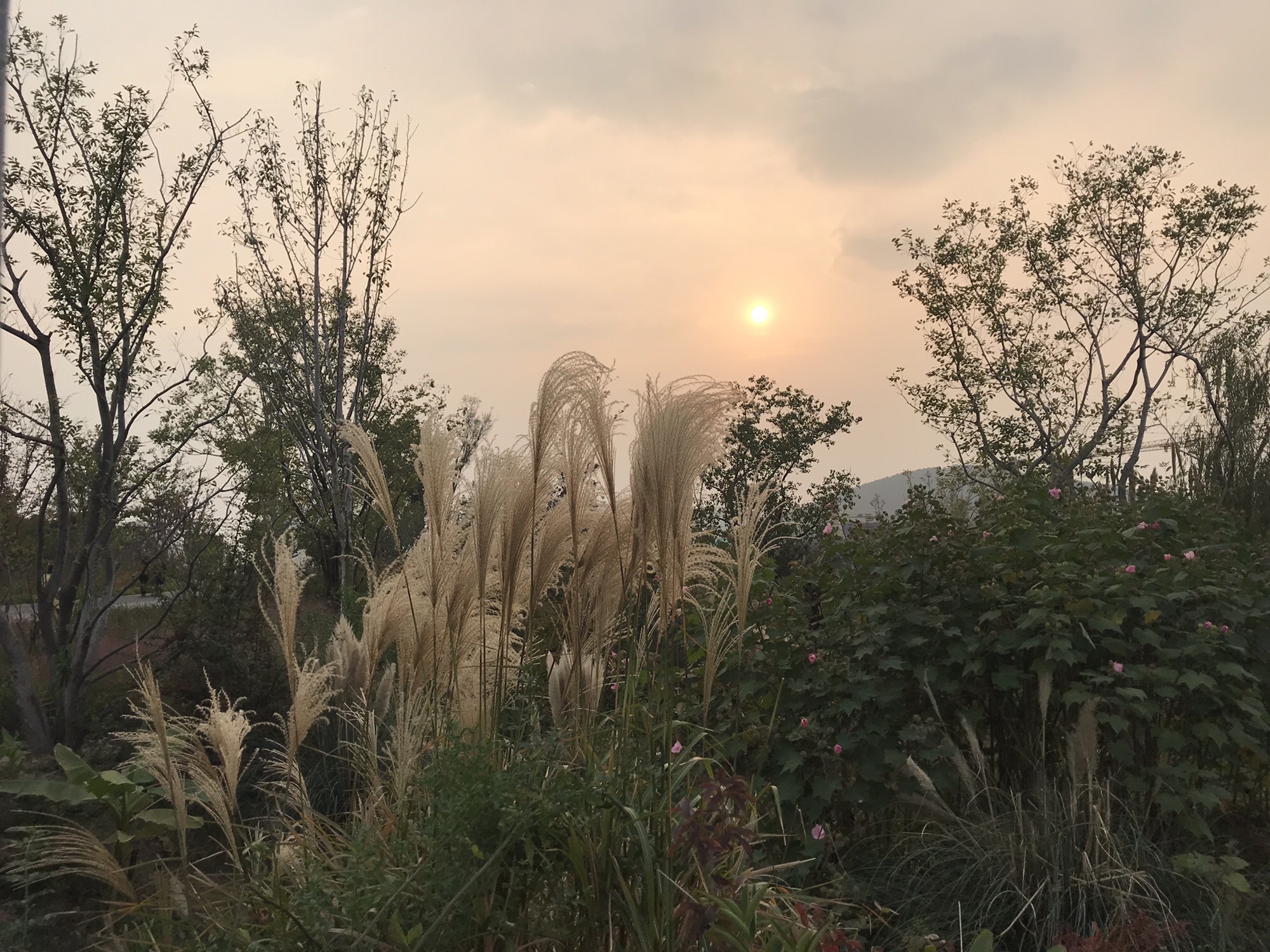五山公园旅行图片 2