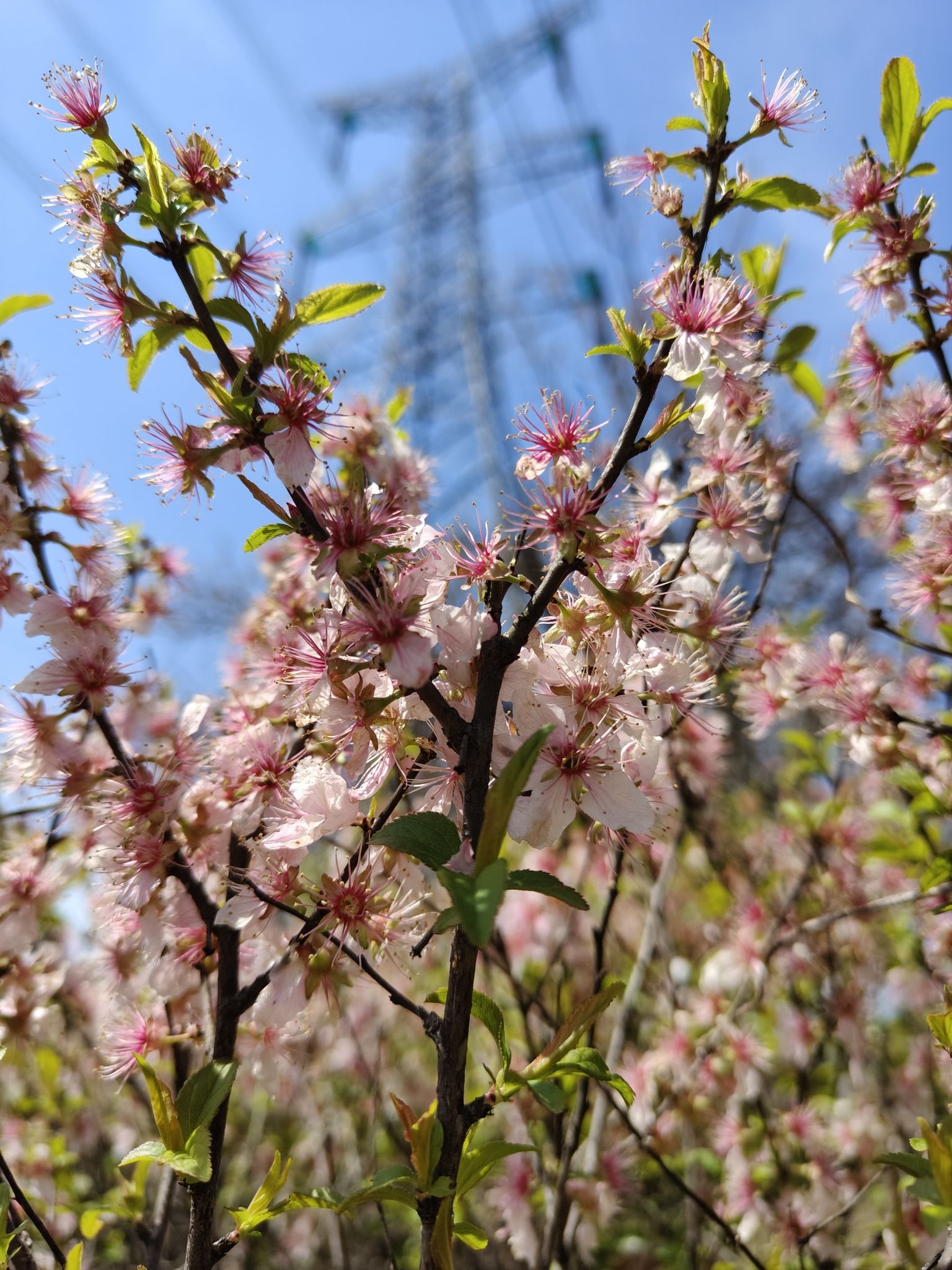 中国医药城中草药植物园旅行图片 3