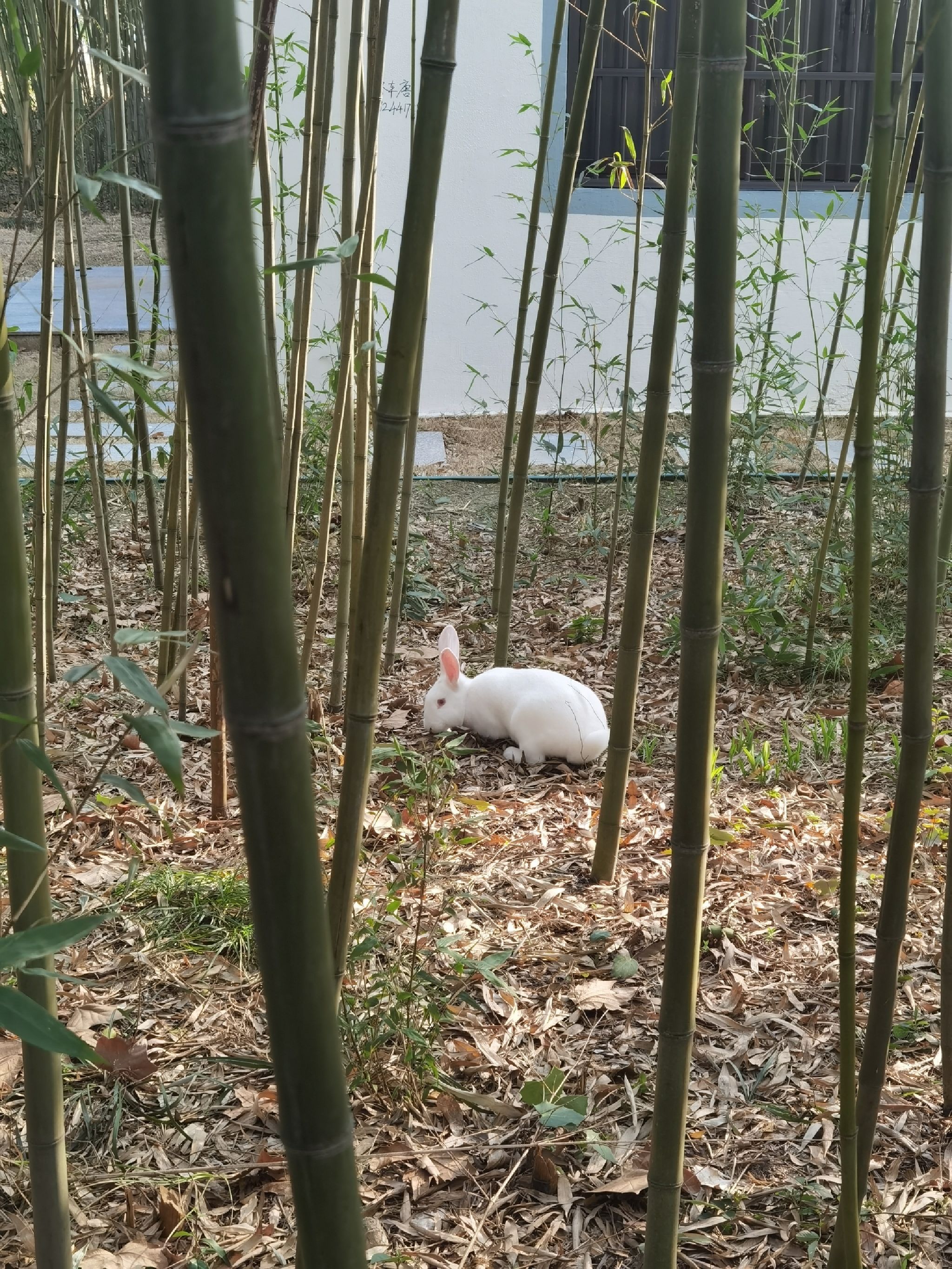 中国医药城中草药植物园旅行图片 2