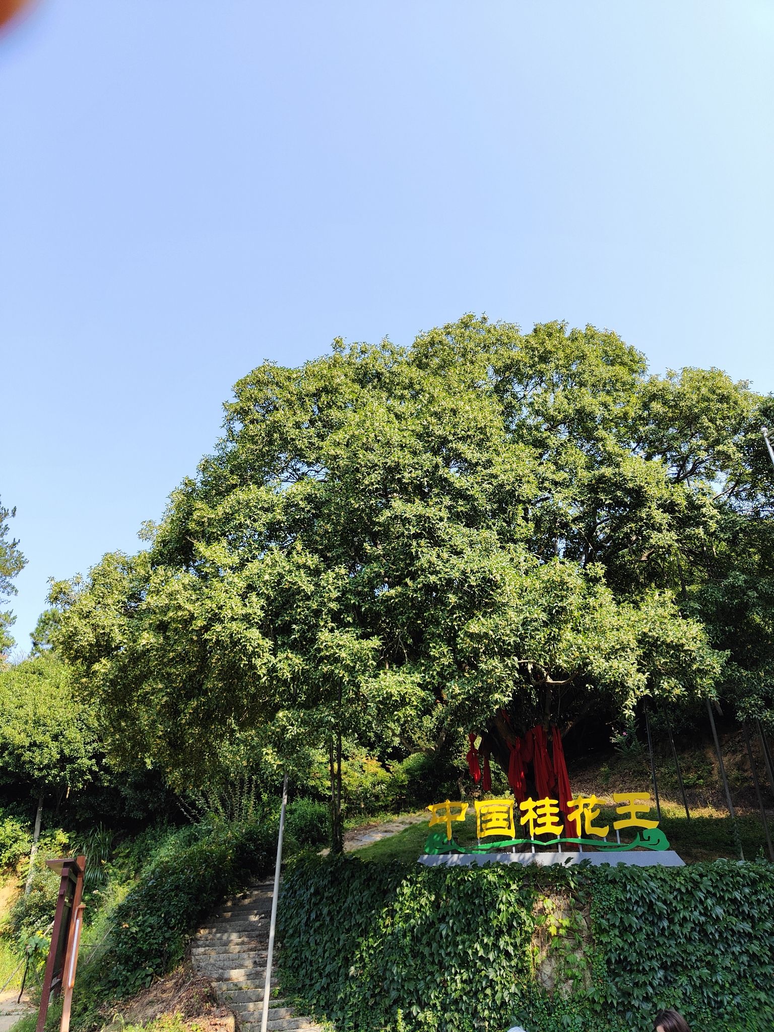 金寨桂花王景区