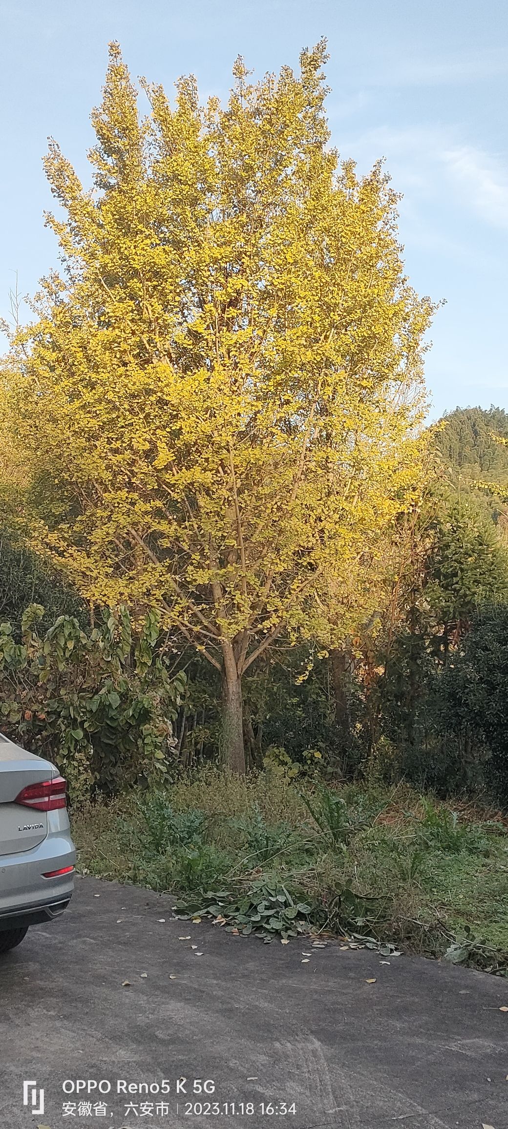 金寨桂花王景区旅行图片 1