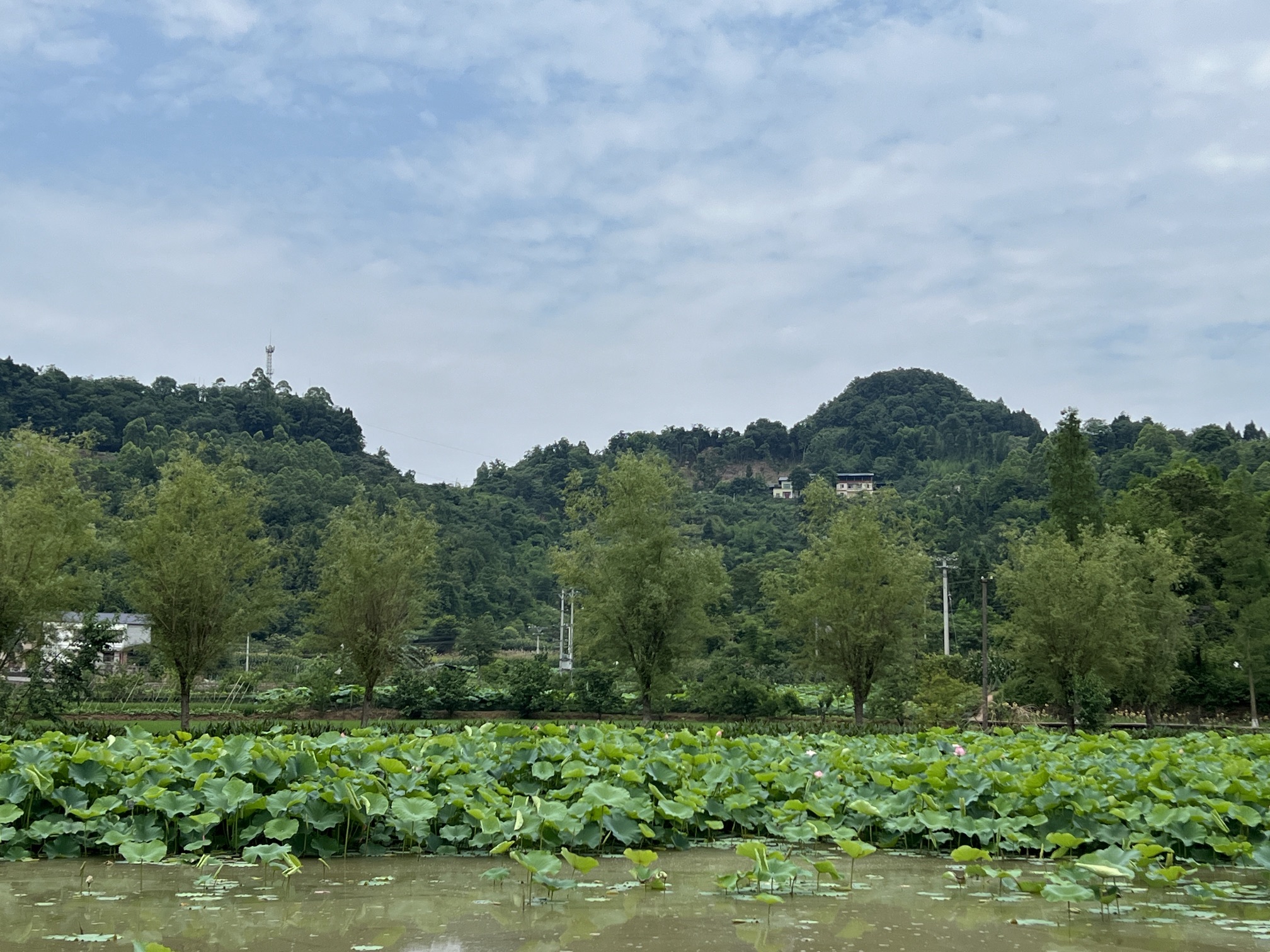 铜梁荷和原乡景区旅行图片 3