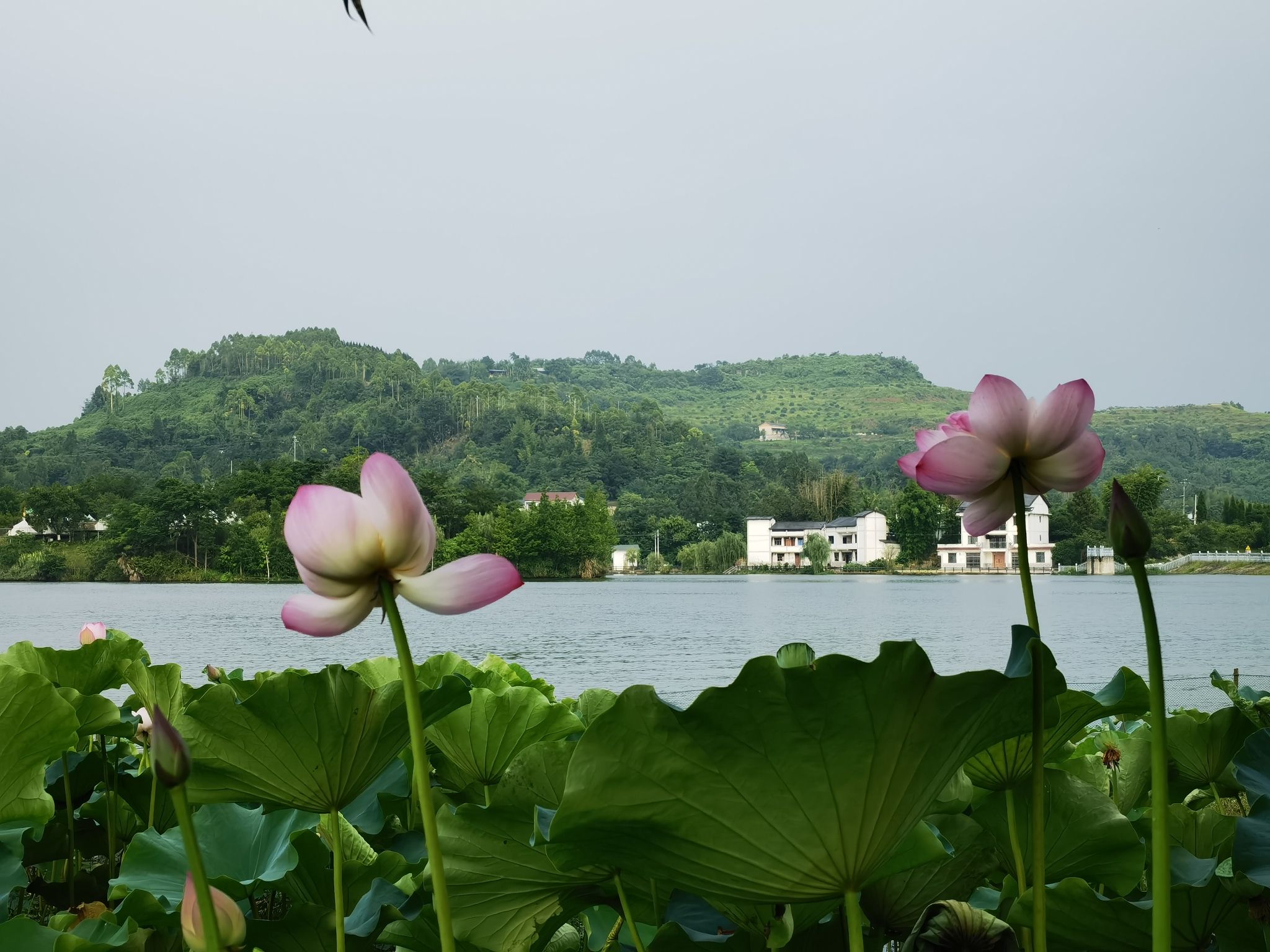铜梁荷和原乡景区旅行图片 1