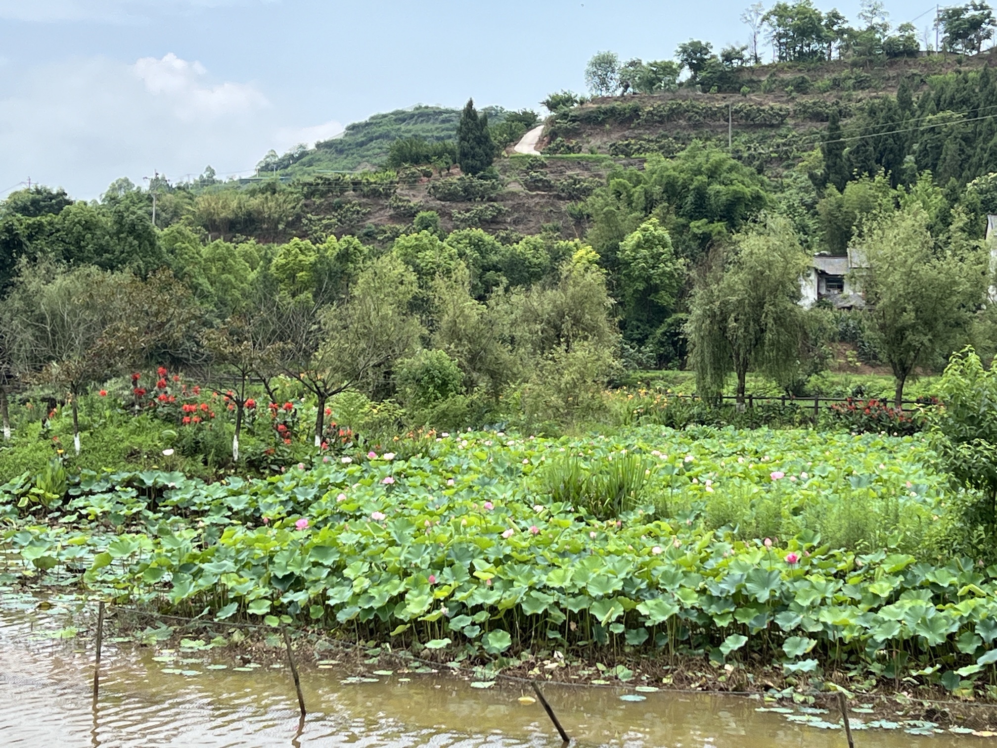 铜梁荷和原乡景区旅行图片 2