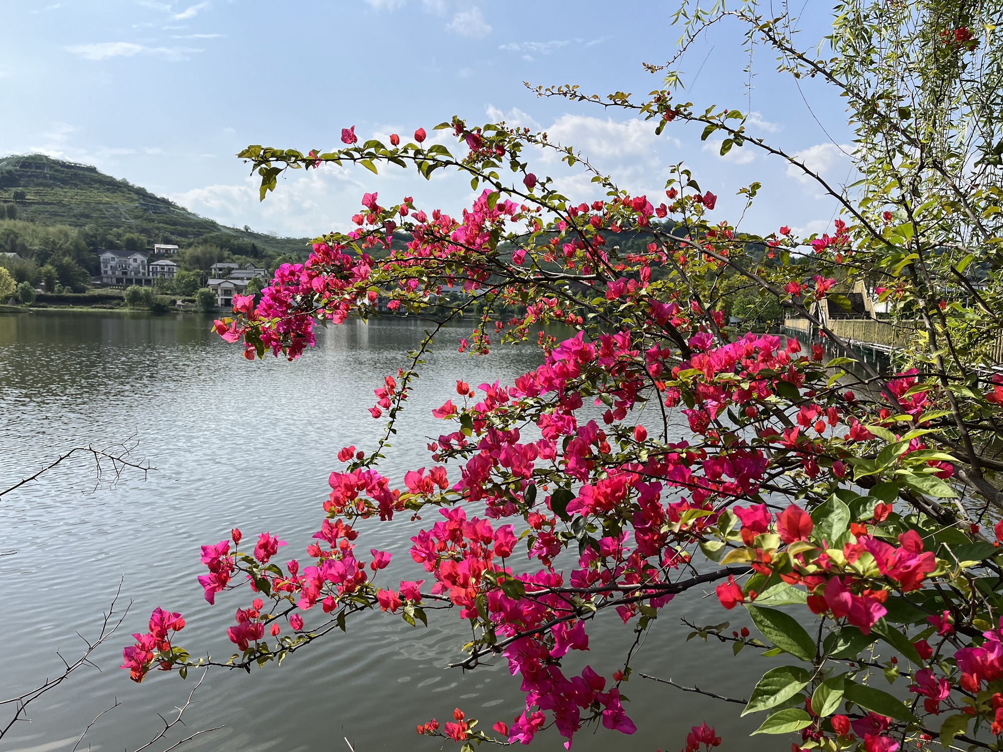 铜梁荷和原乡景区旅行图片 3