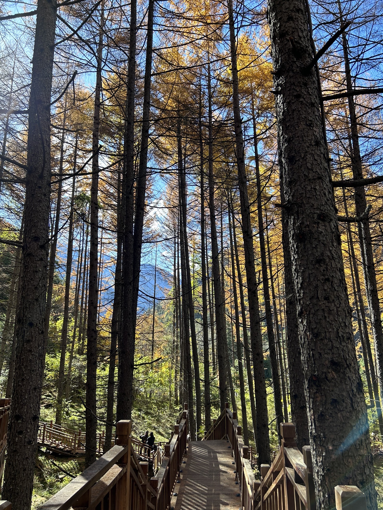 奶子沟彩林公园景区-羊茸哈德旅行图片 3
