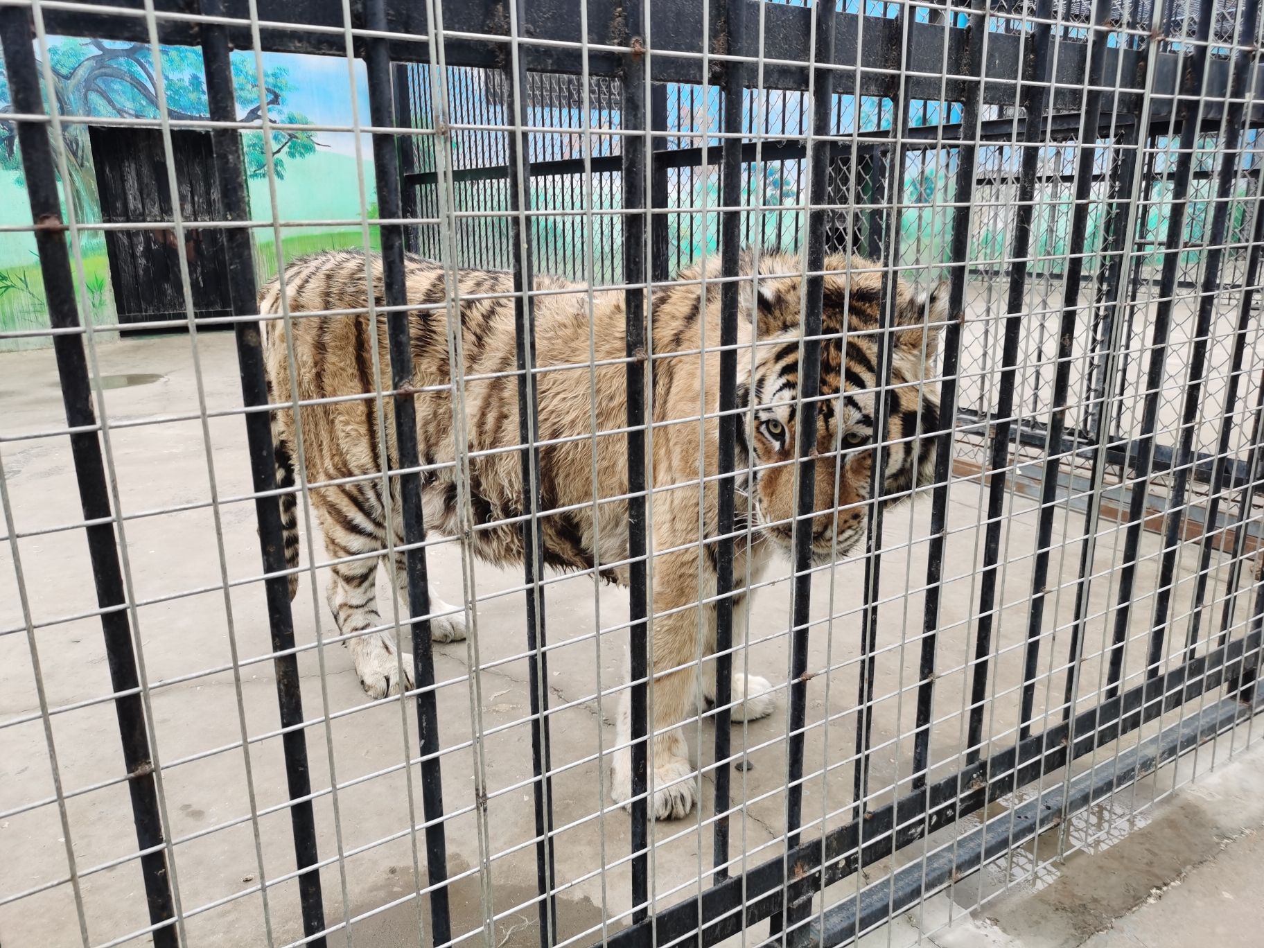 梅庄百虎园旅行图片 3