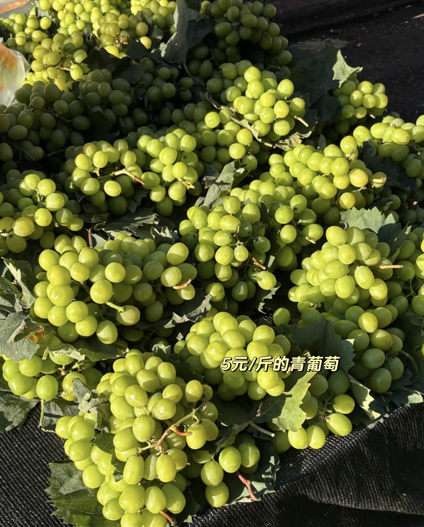 铜陵市瓜果批发市场