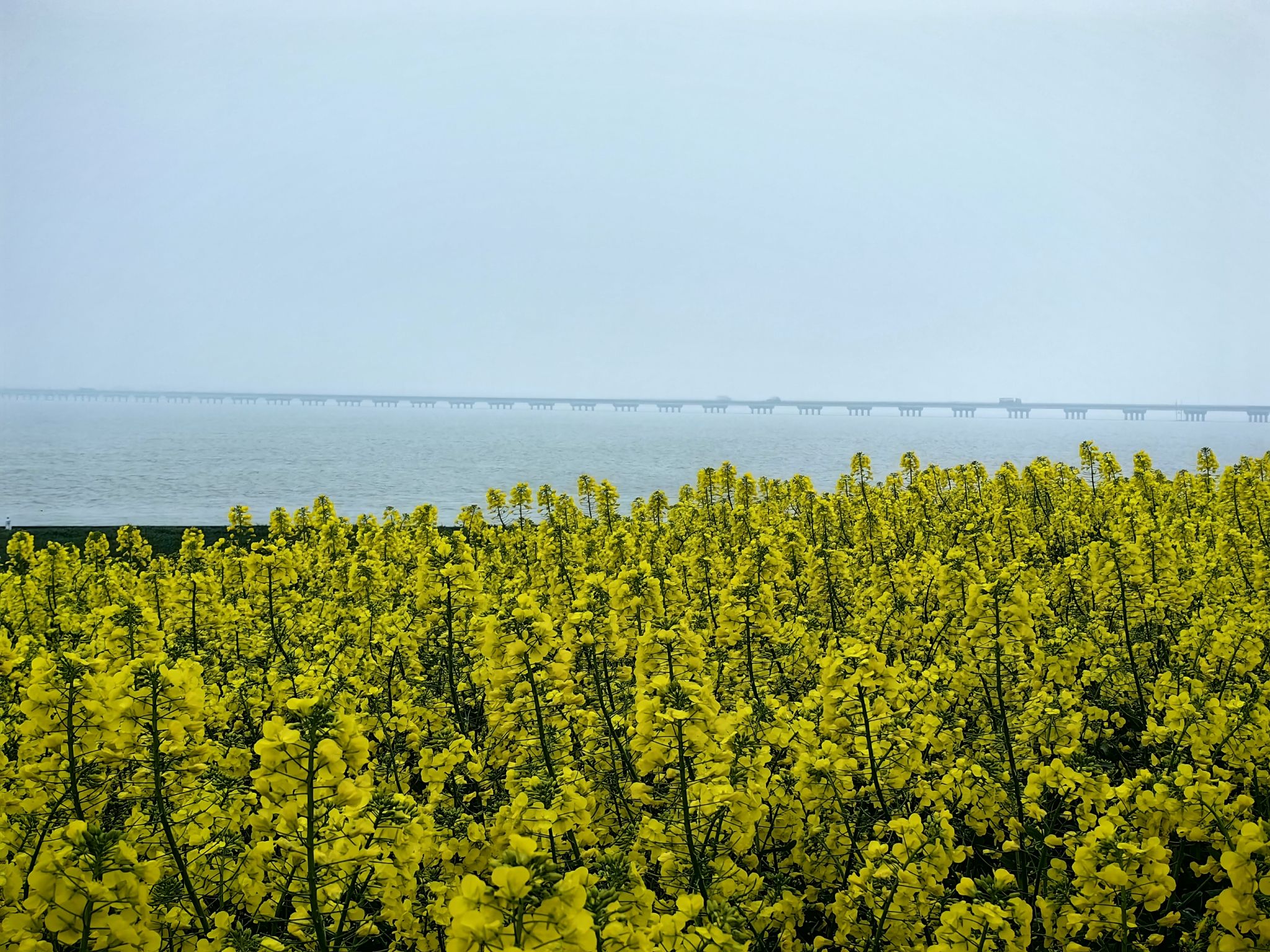 滨湖油菜花海旅行图片 1