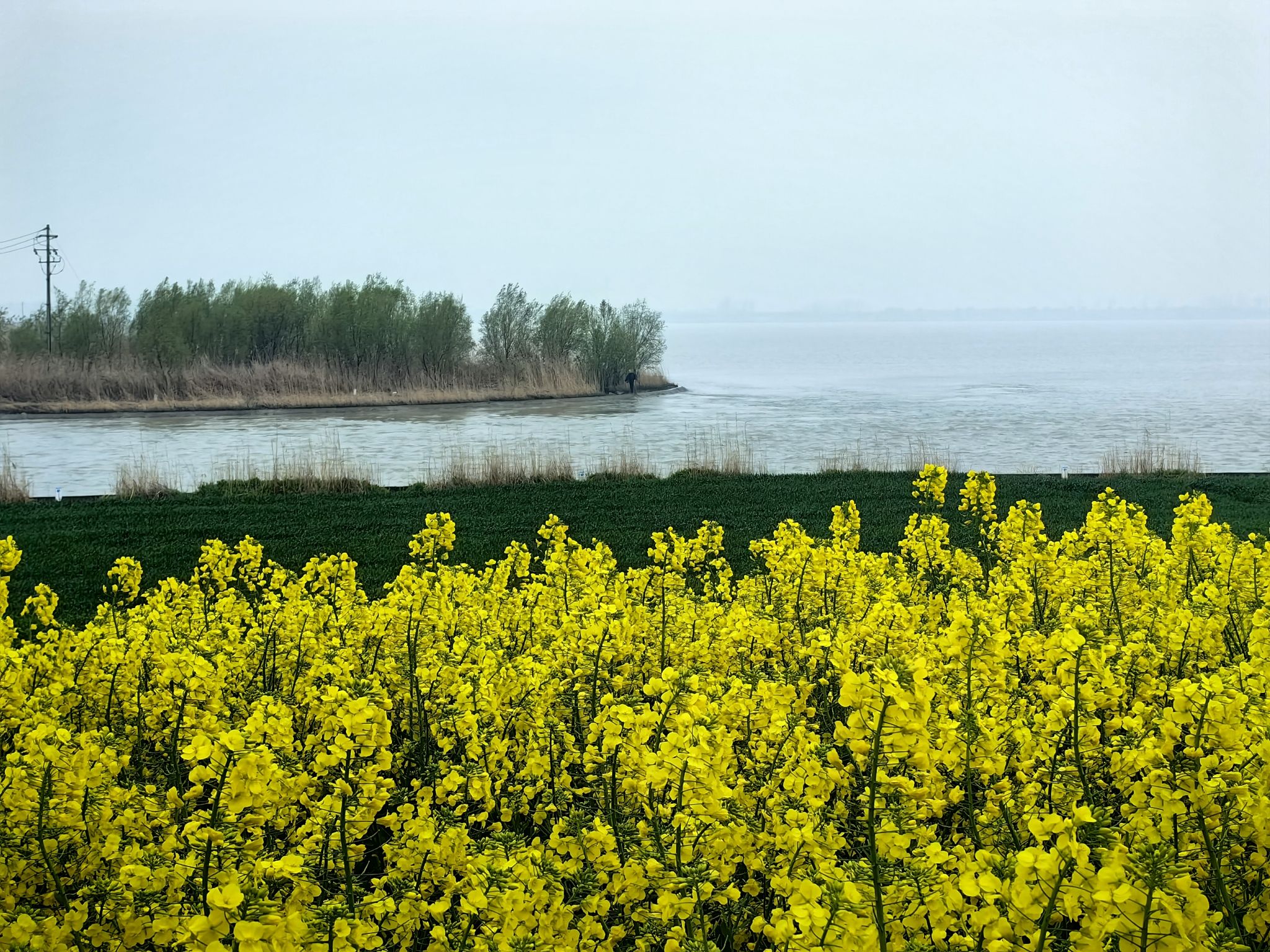 滨湖油菜花海旅行图片 3