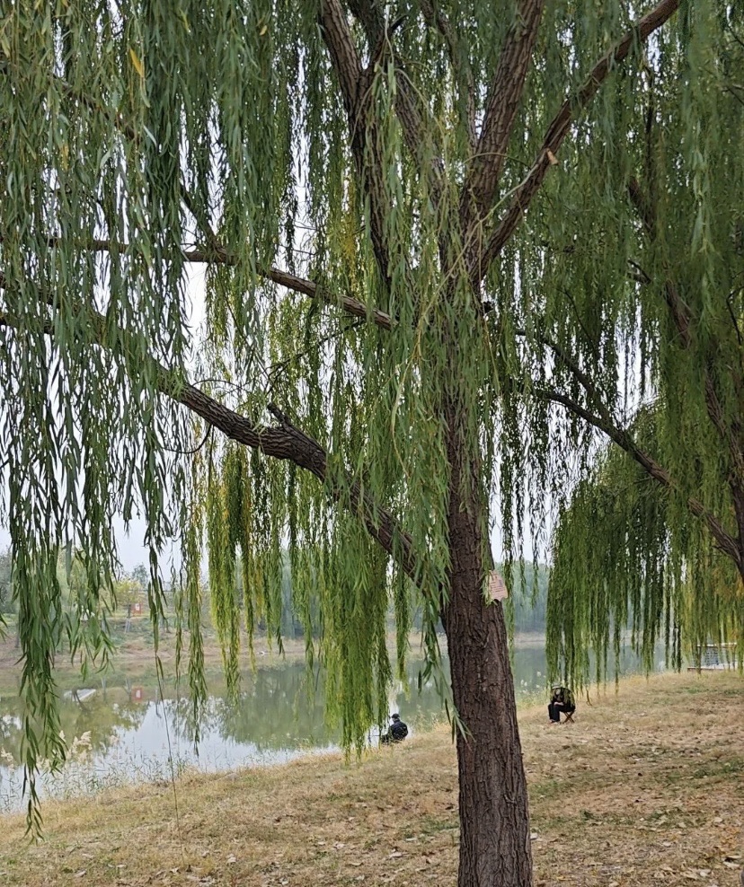 支脉河公园旅行图片 2