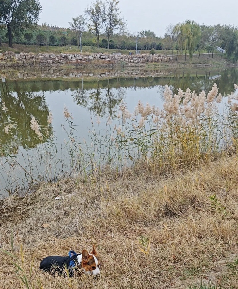 支脉河公园旅行图片 3