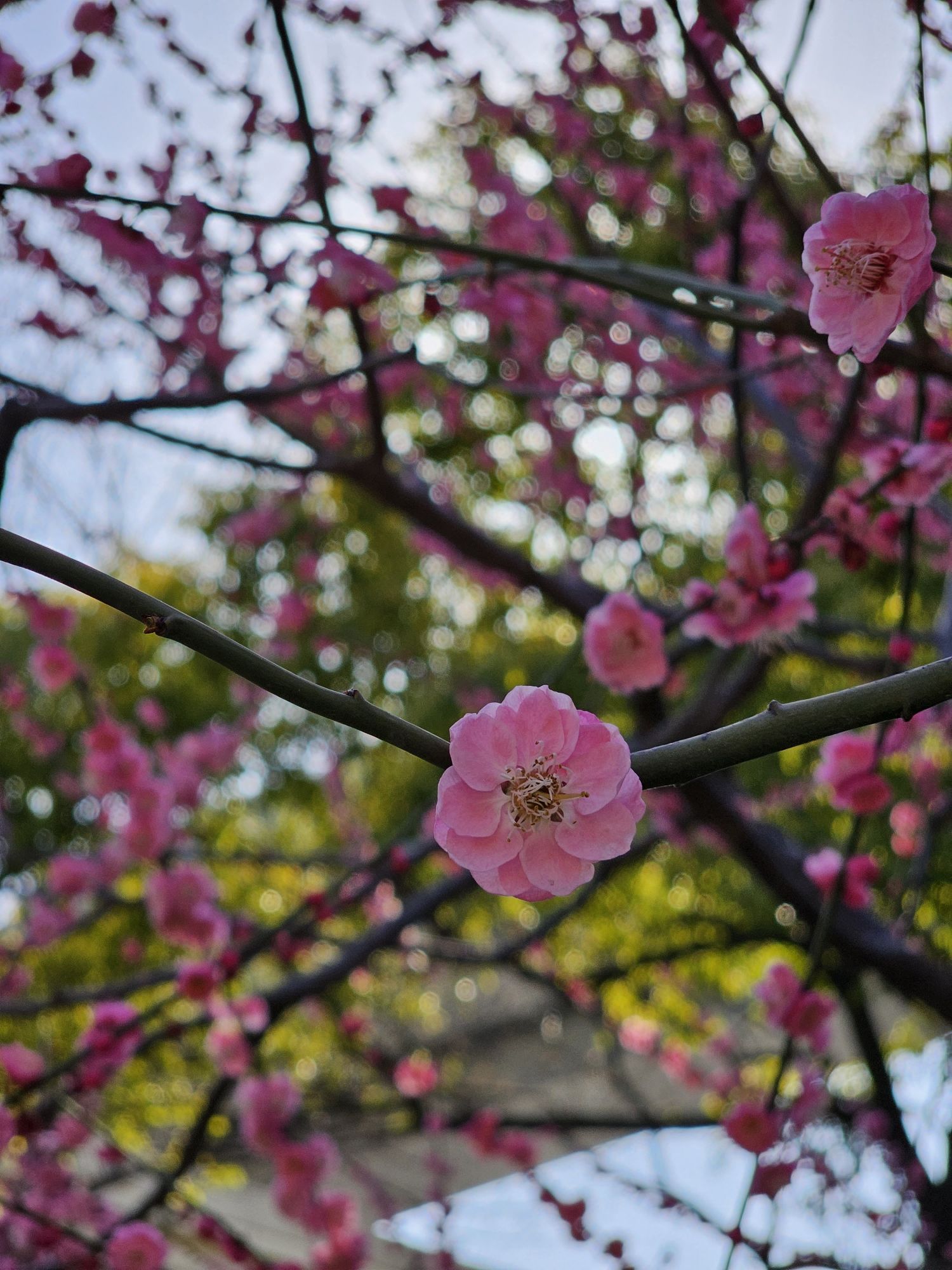 静安中环公园旅行图片 2
