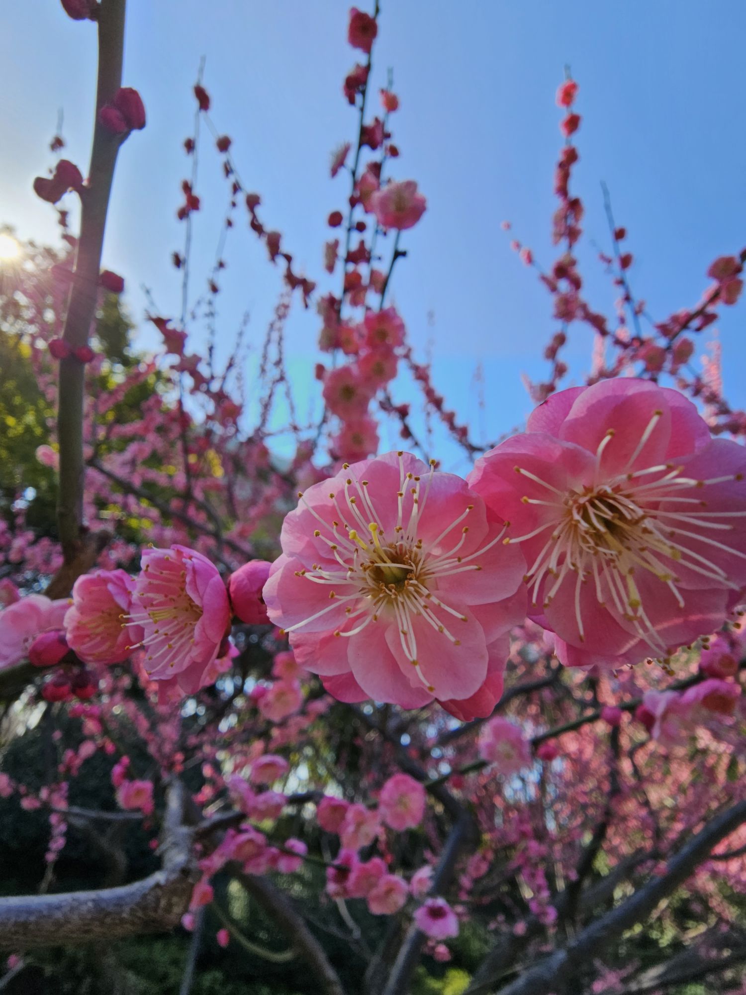 静安中环公园旅行图片 3