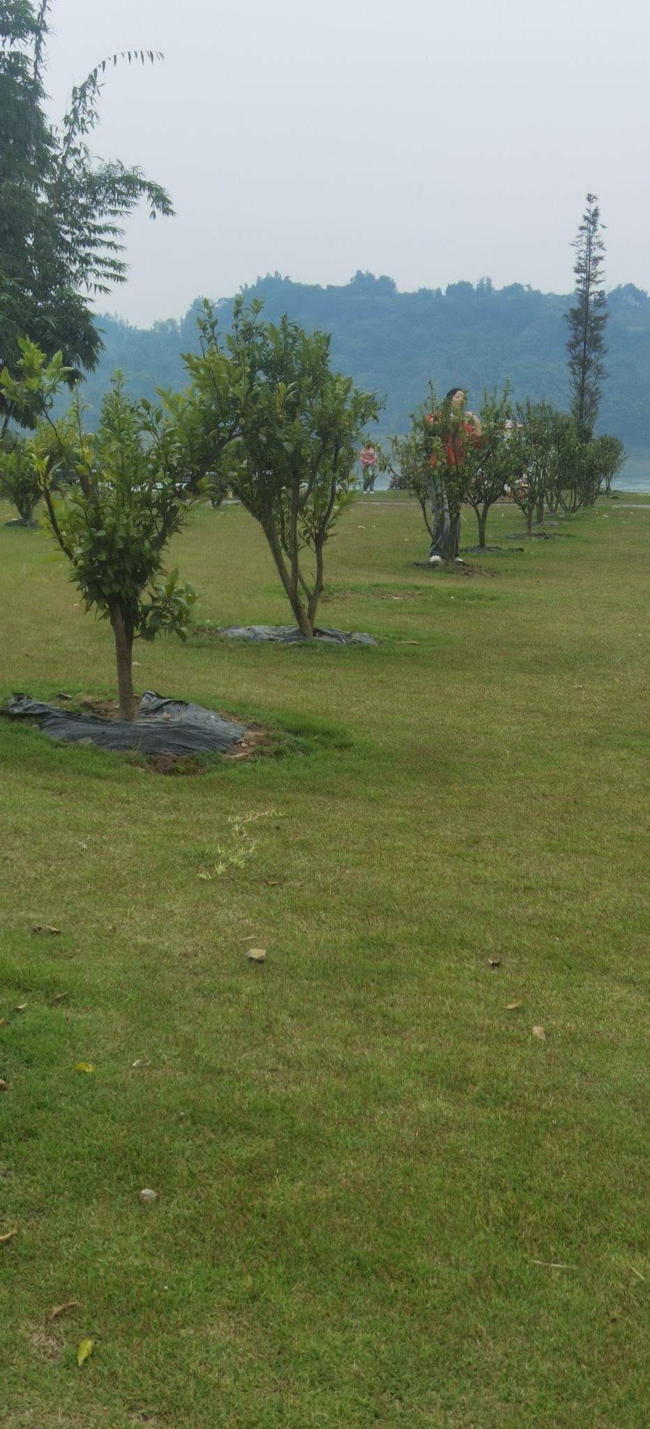 长江竹岛旅行图片 3