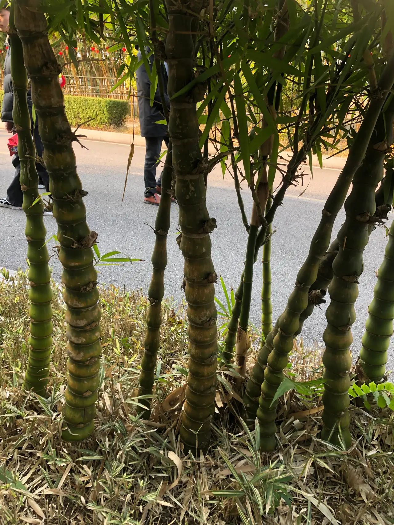 长江竹岛旅行图片 2