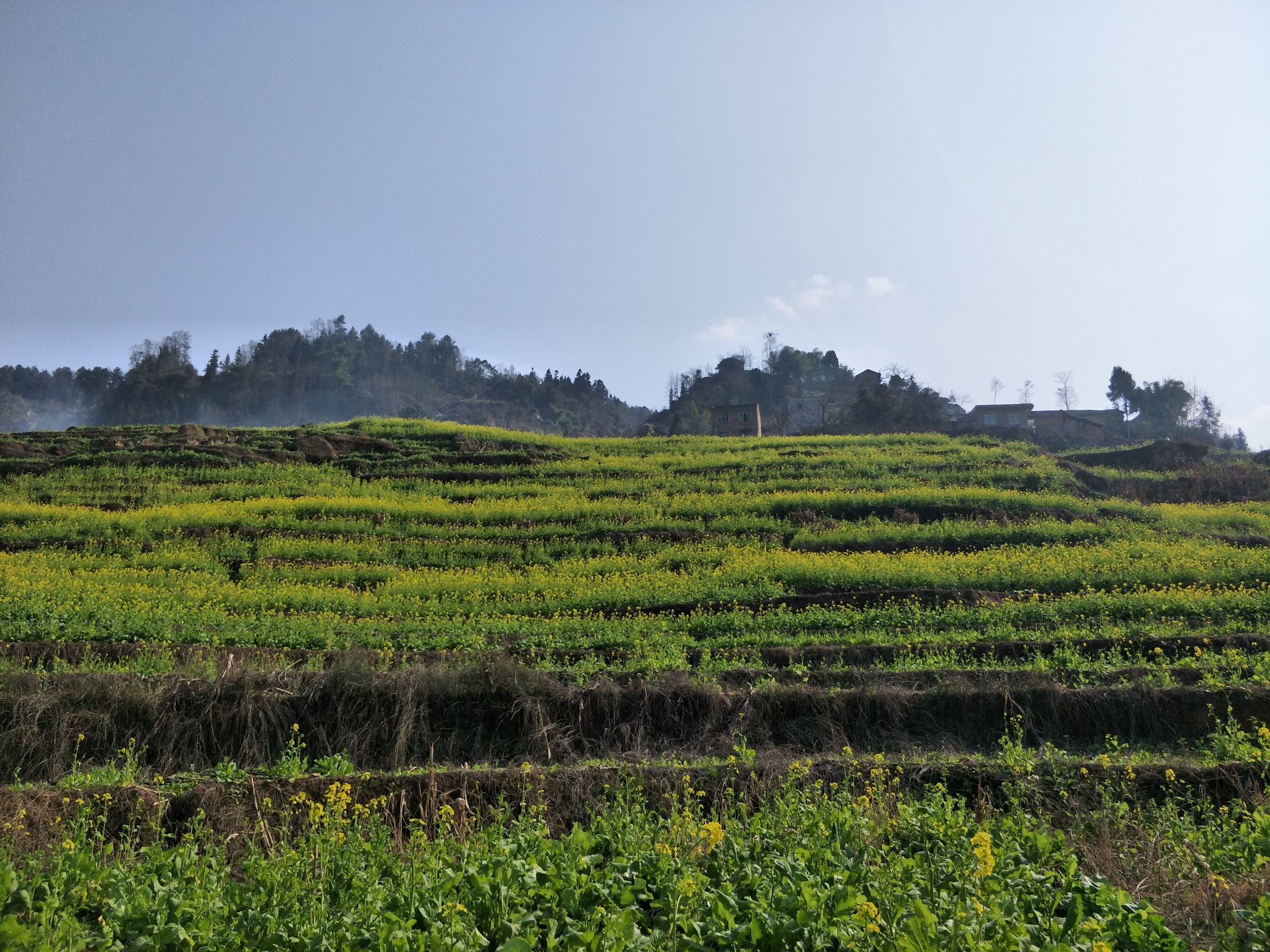 中都镇万亩油菜花田旅行图片 1