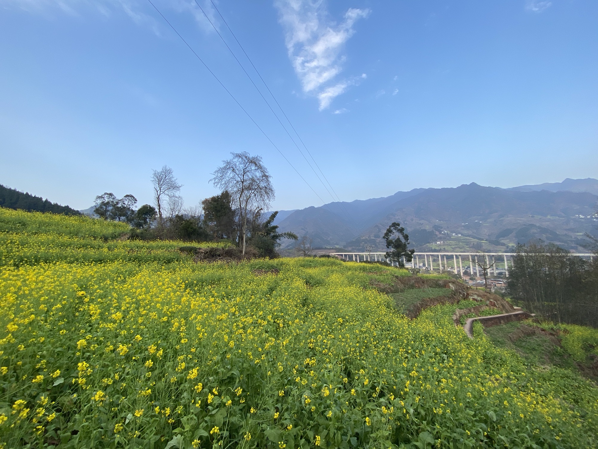 中都镇万亩油菜花田旅行图片 3