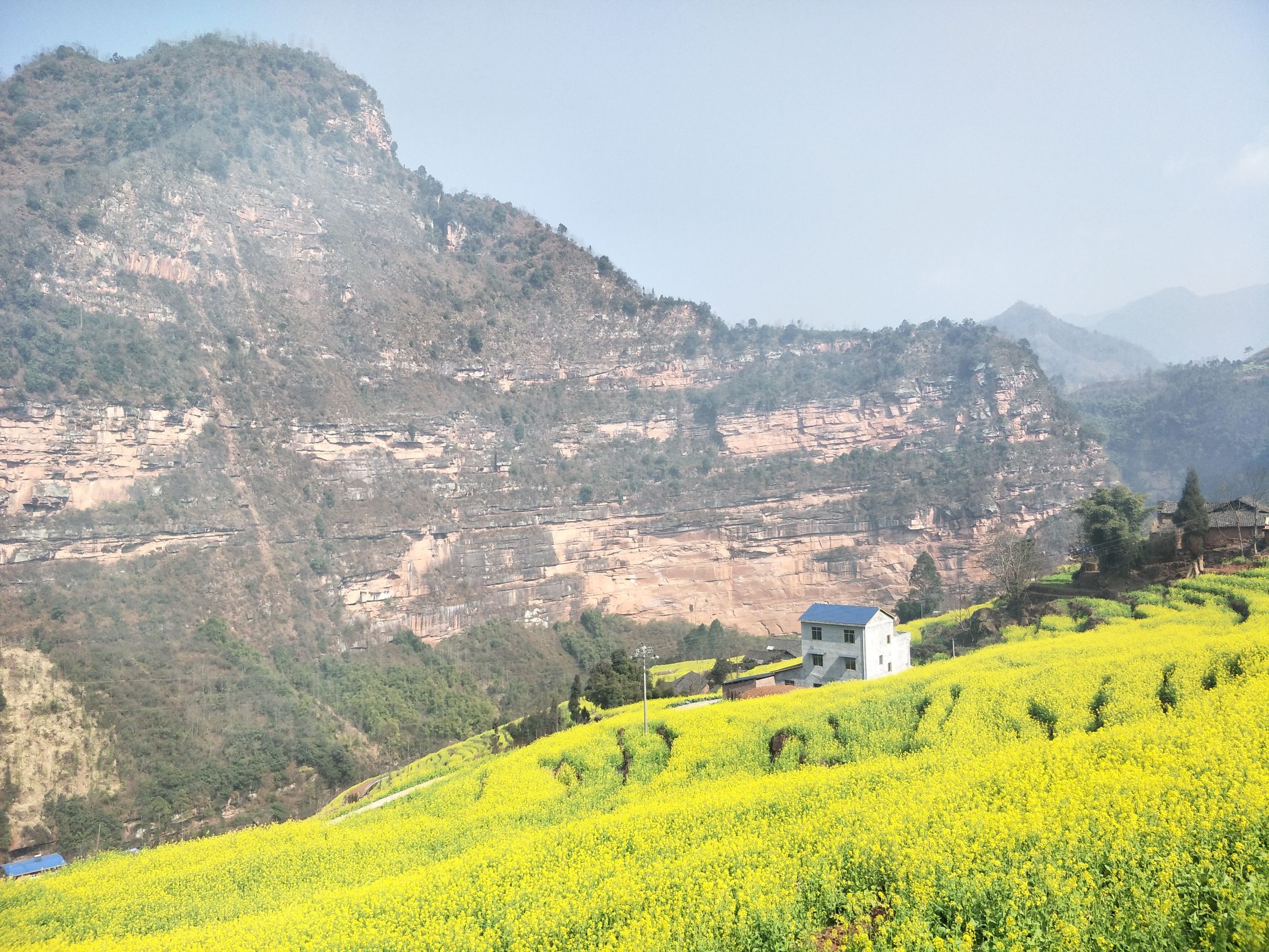 中都镇万亩油菜花田旅行图片 2