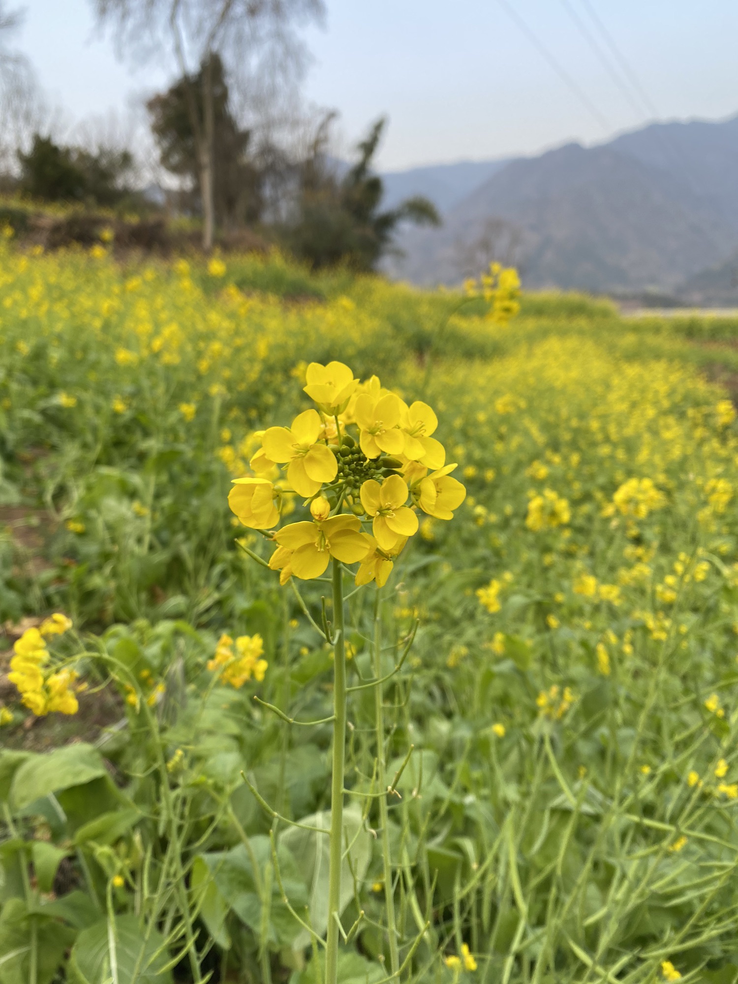 中都镇万亩油菜花田旅行图片 1