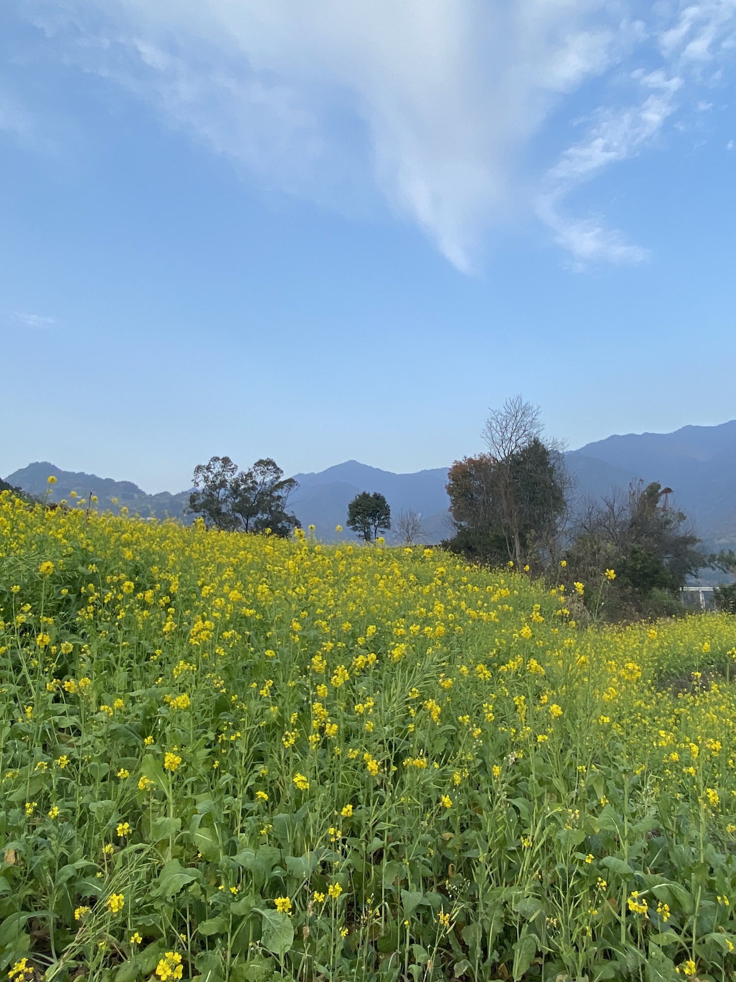 中都镇万亩油菜花田旅行图片 2
