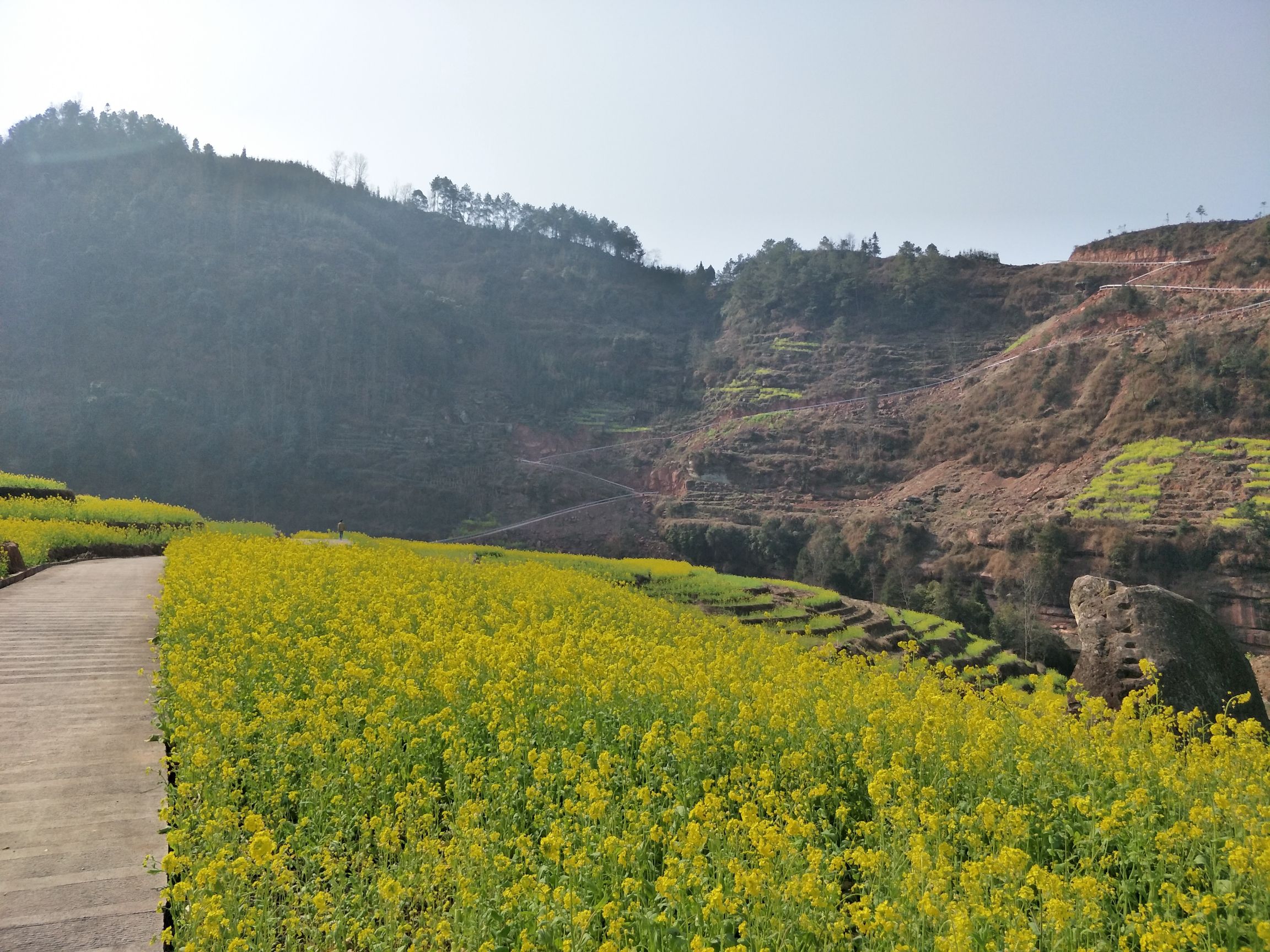 中都镇万亩油菜花田旅行图片 3