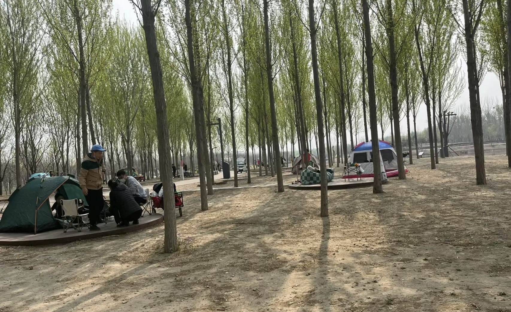 泰兴市东郊森林公园旅行图片 1