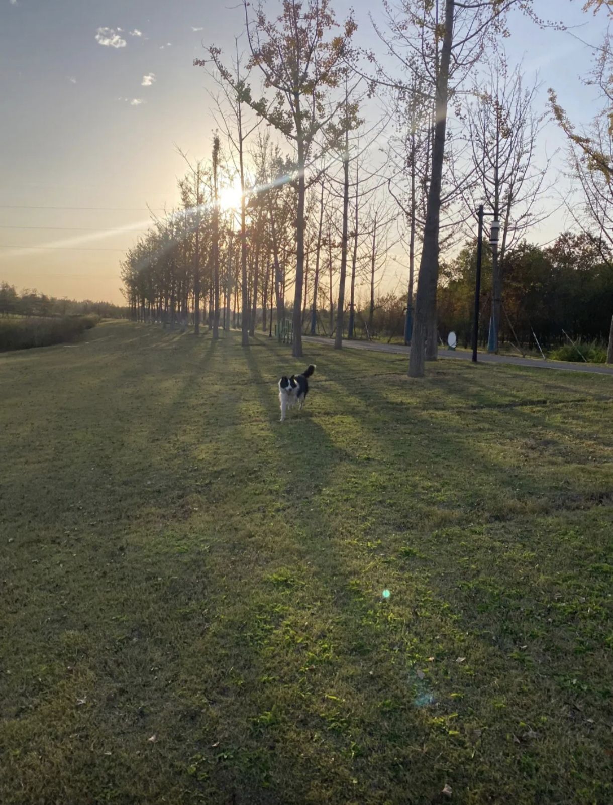 泰兴市东郊森林公园旅行图片 2