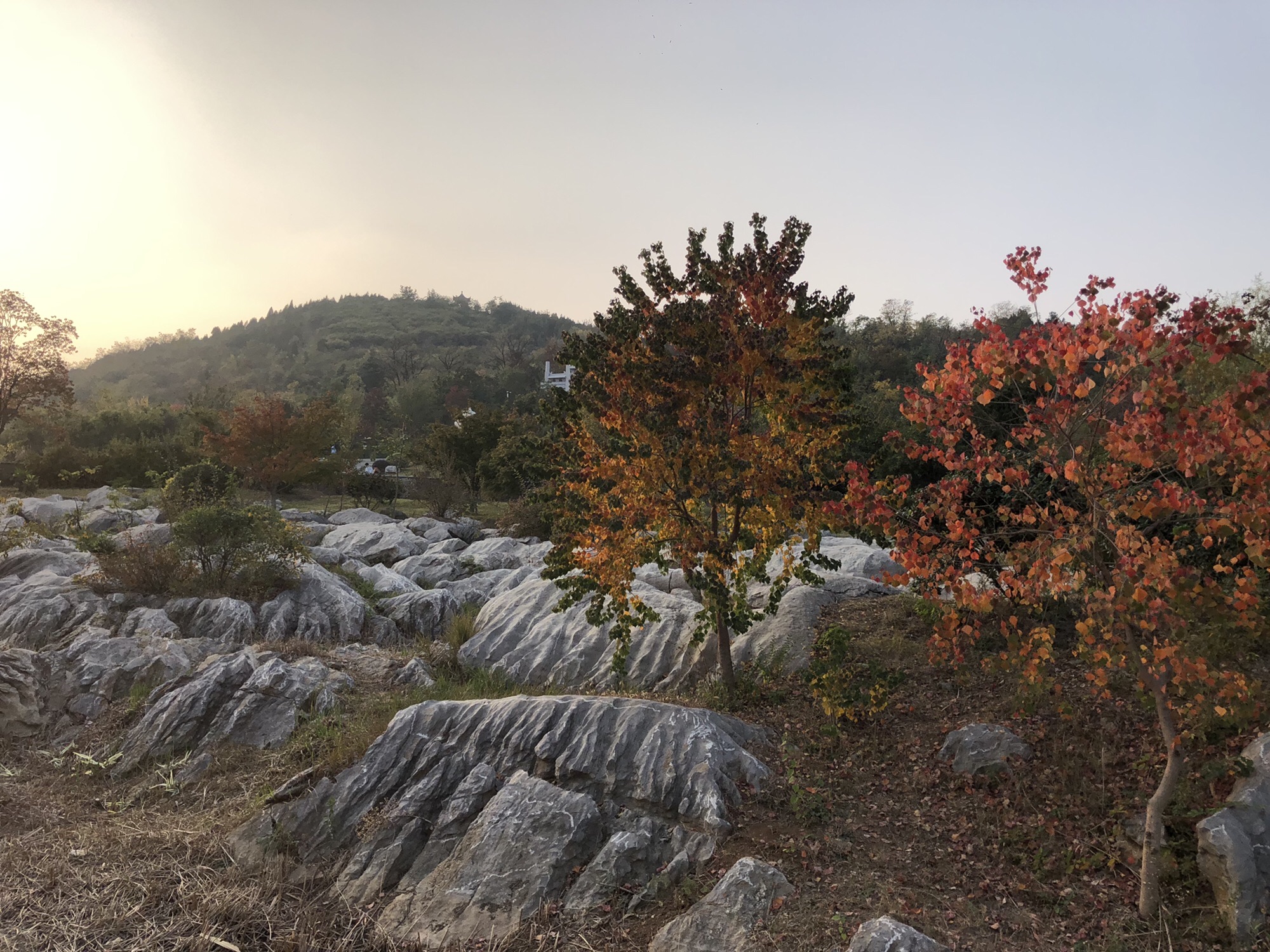 佛手山公园旅行图片 3