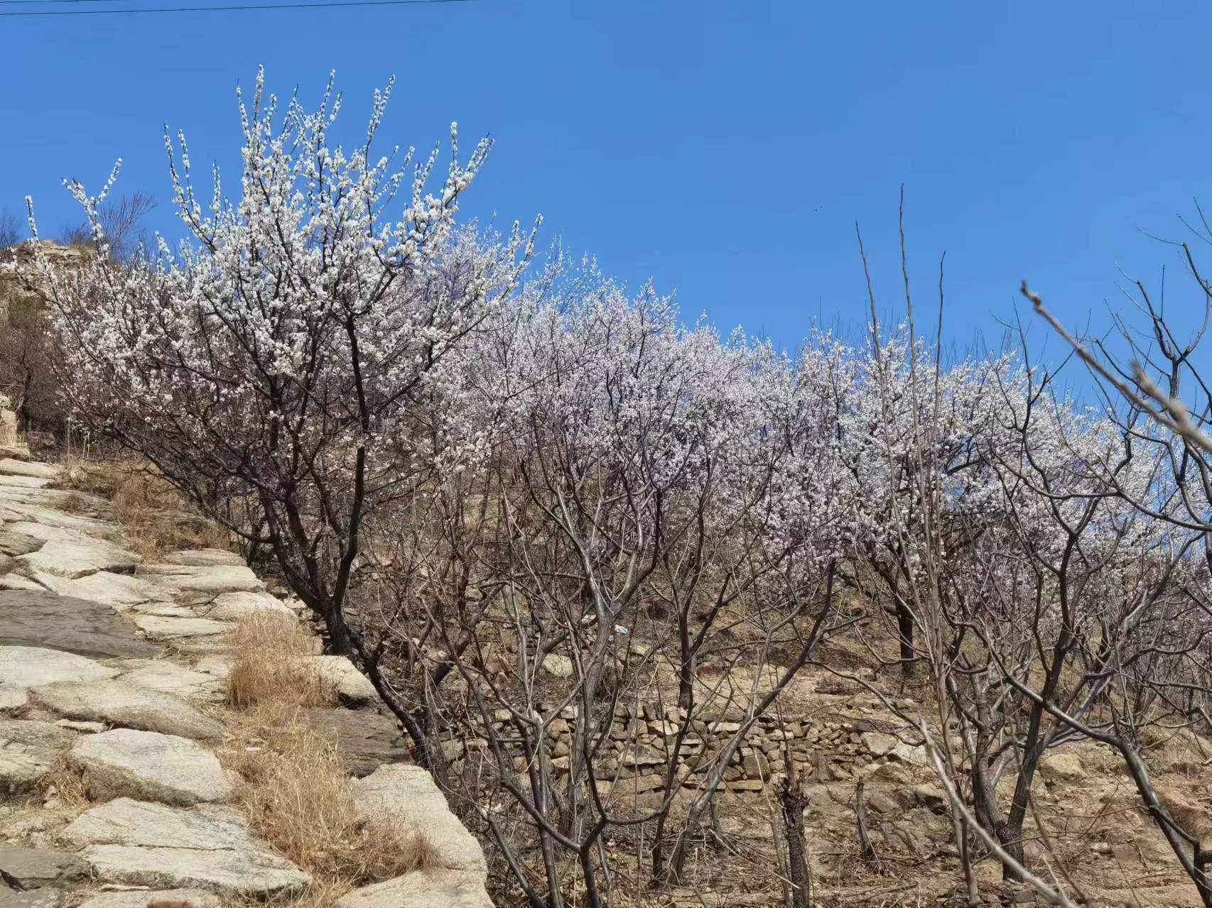罗文峪长城旅行图片 3