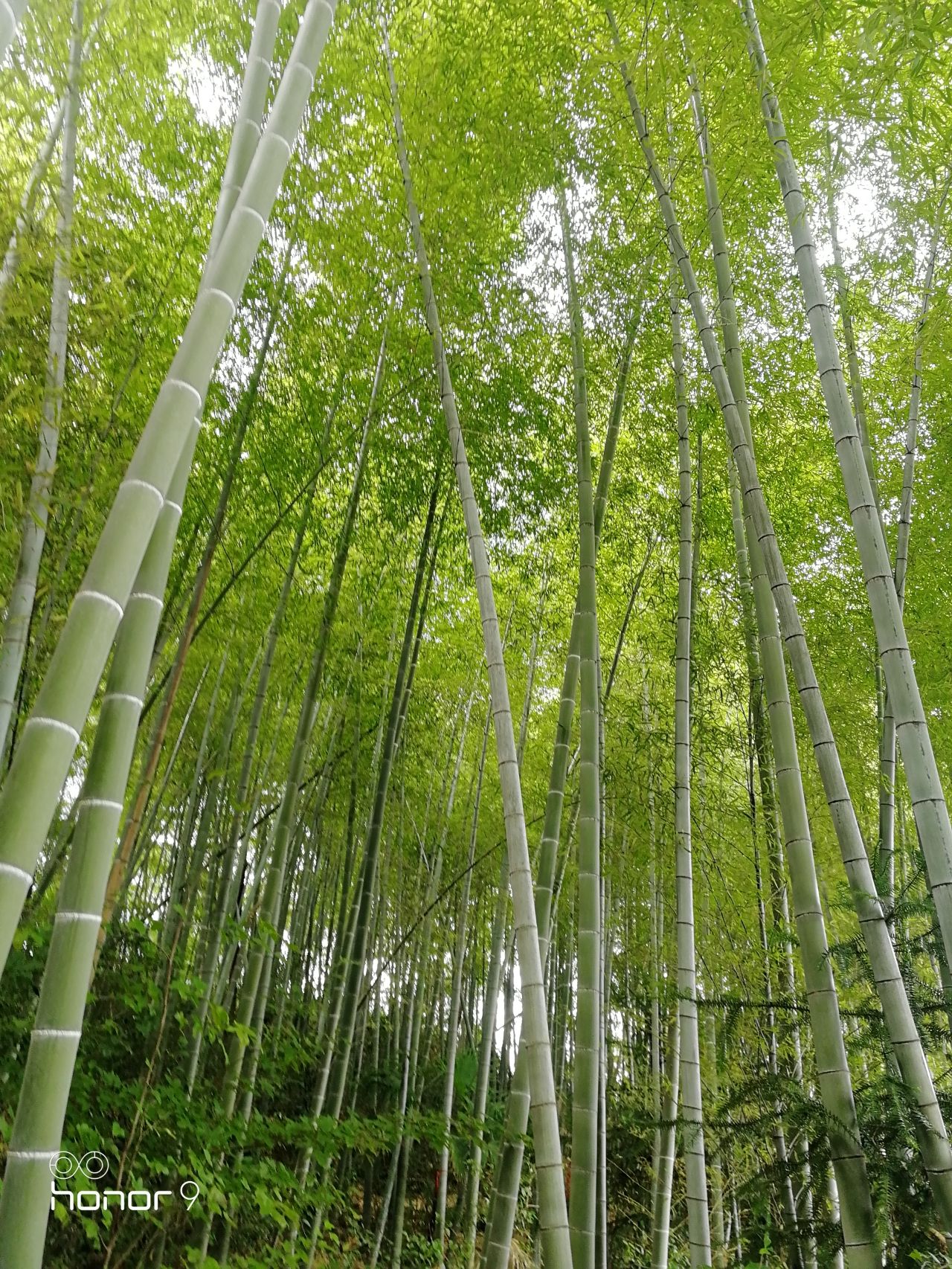巍山屏公园