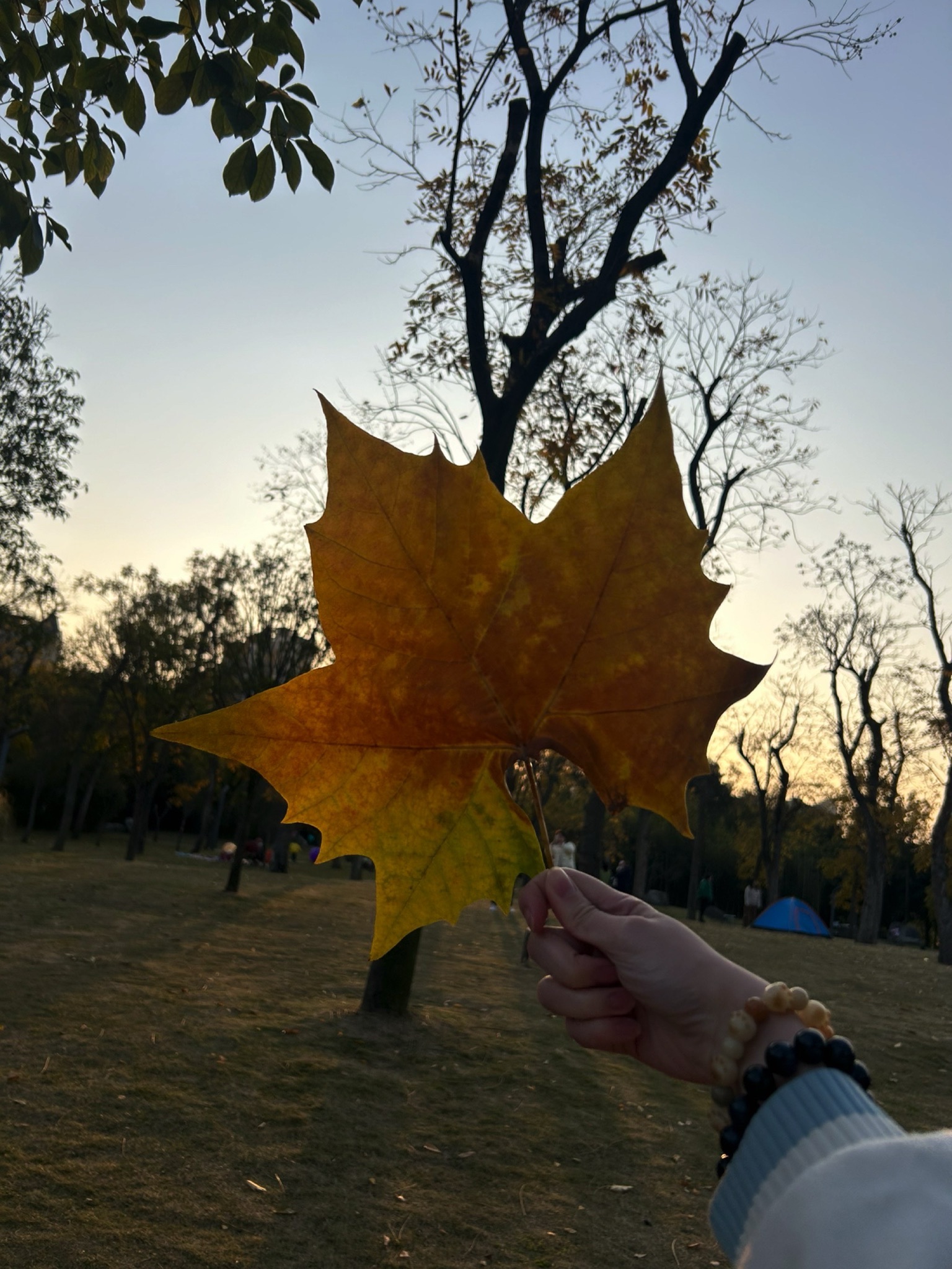 泥巴沱森林公园旅行图片 1