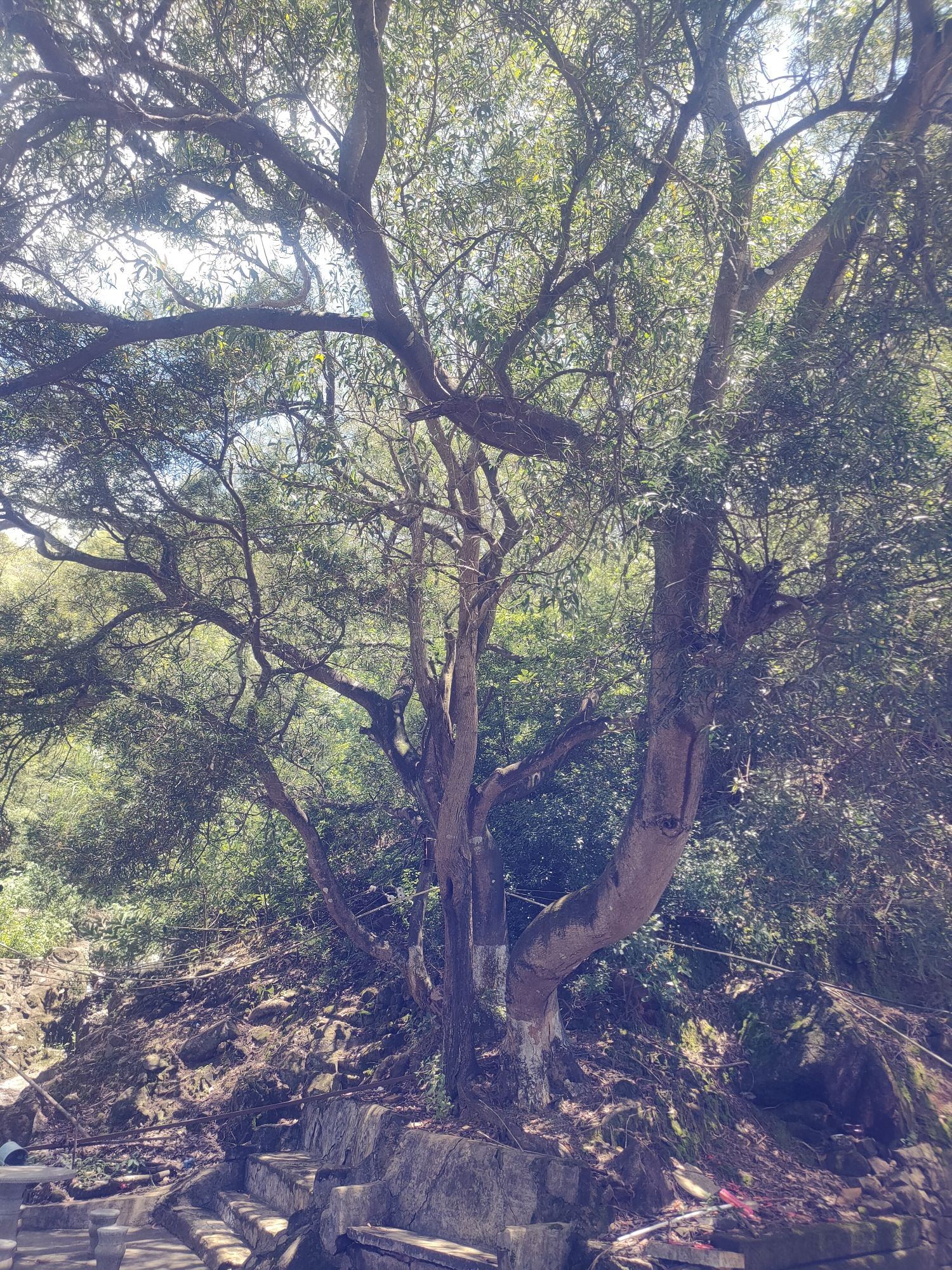 宝峰岩旅行图片 1