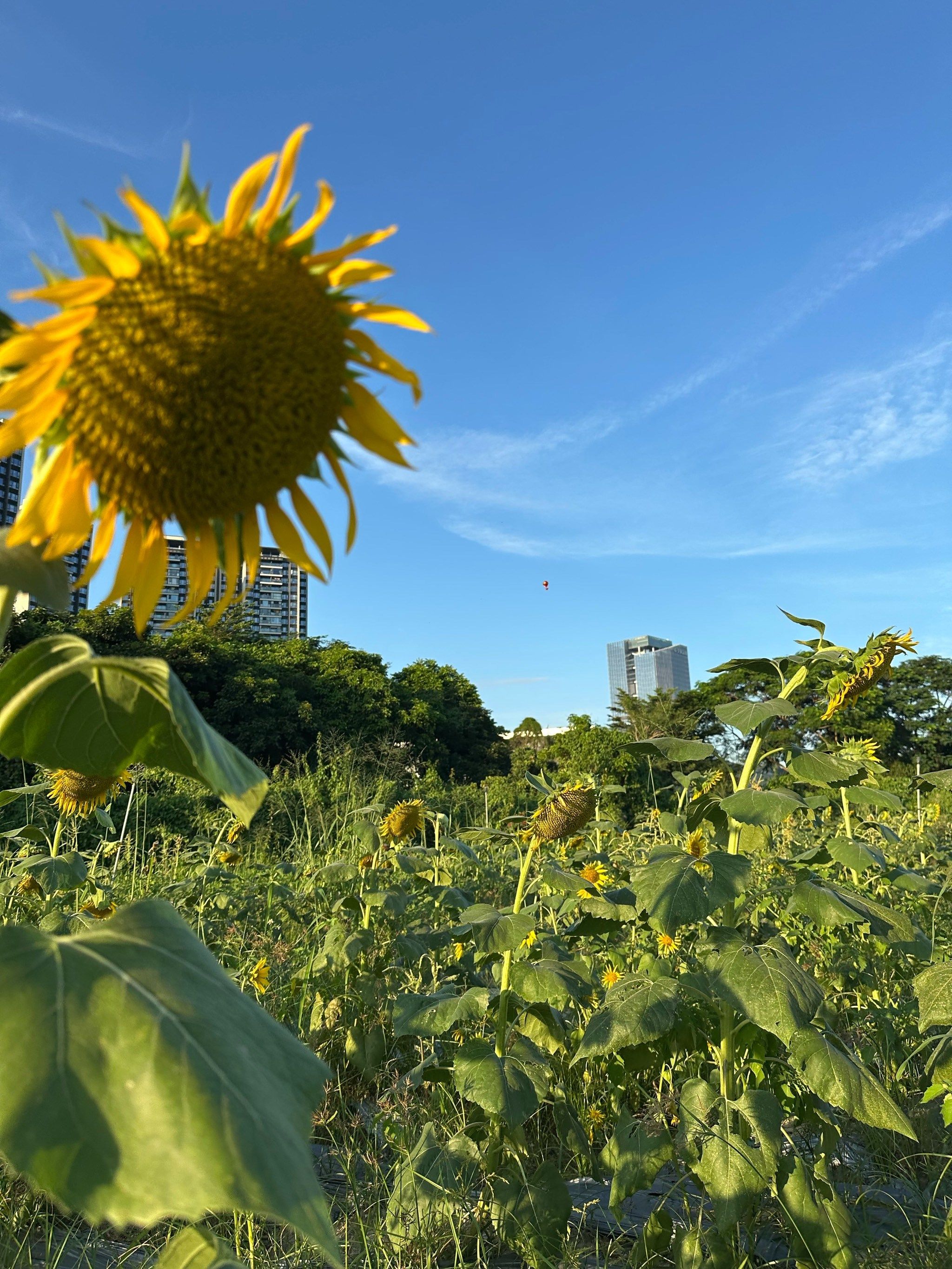 华侨城光明欢乐田园旅行图片 1
