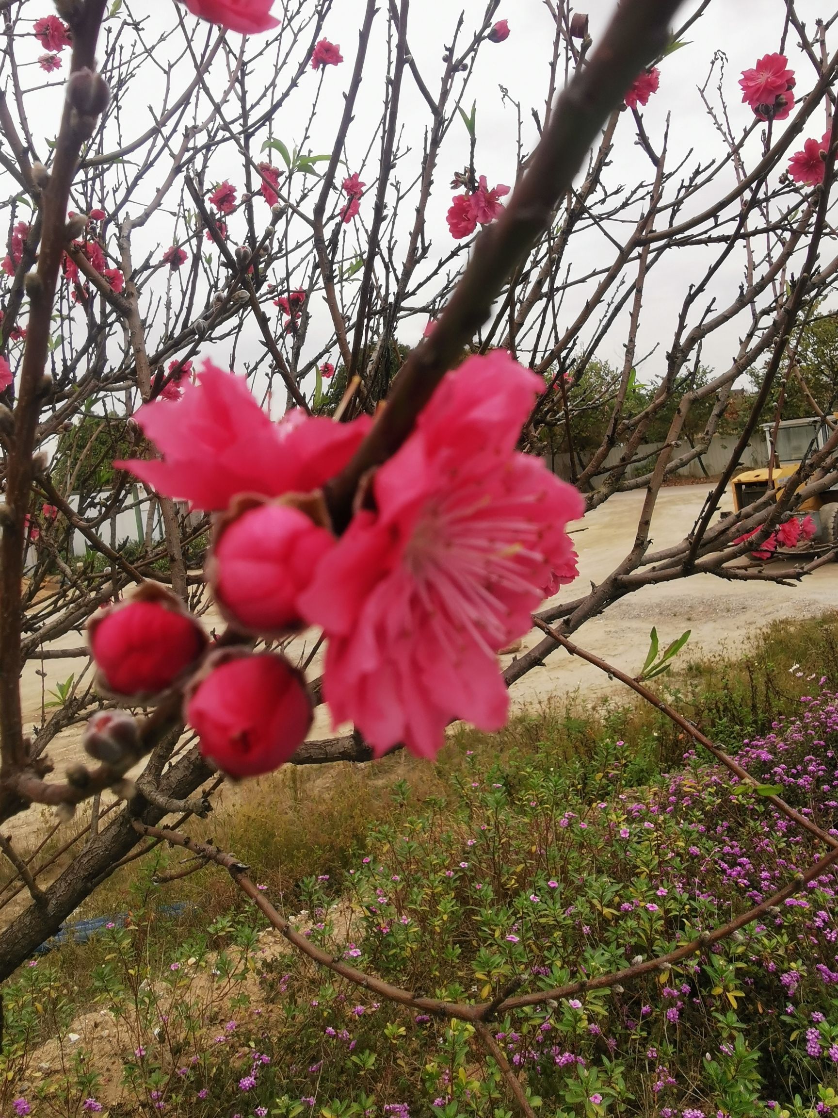 东涌绿道旅行图片 3