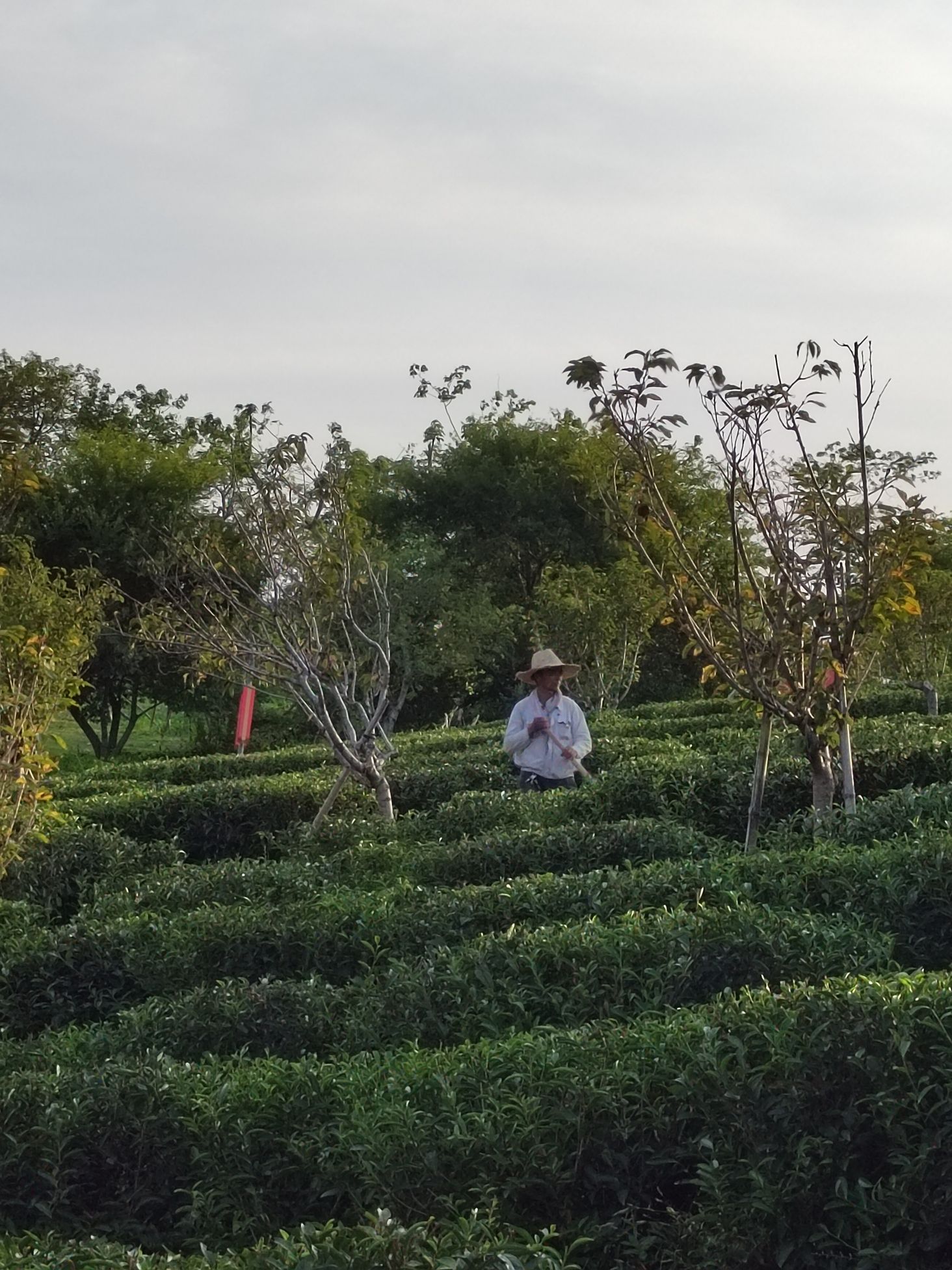 塔斗山公园旅行图片 3