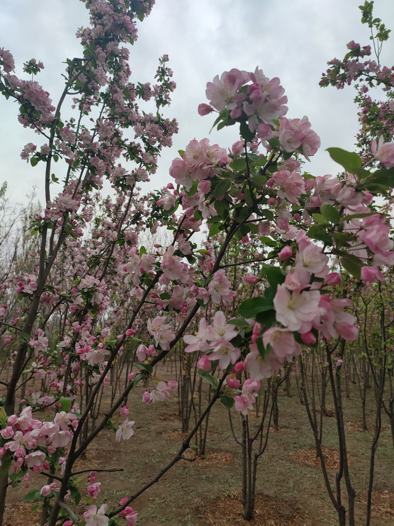 杨庄公园旅行图片 1