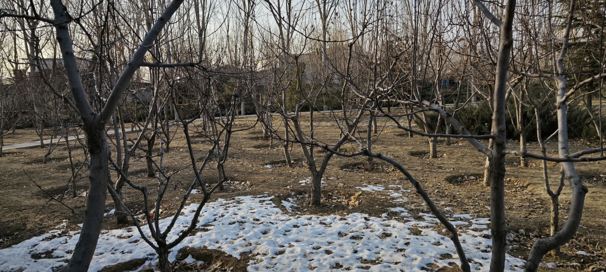 杨庄公园旅行图片 3