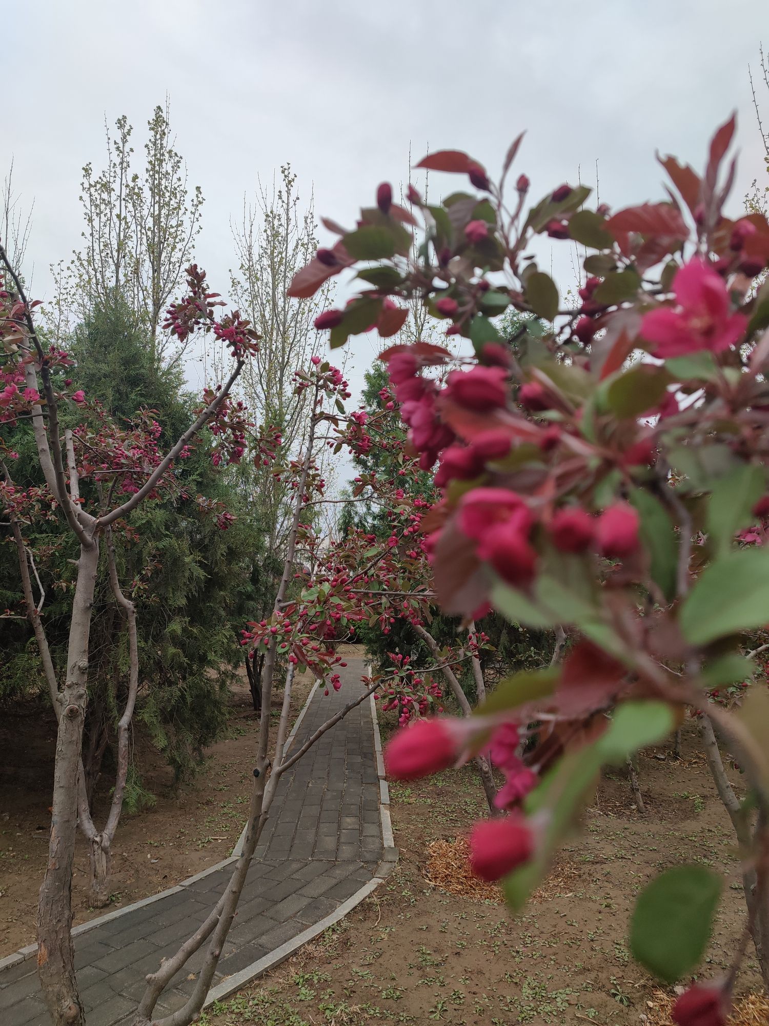 杨庄公园旅行图片 3